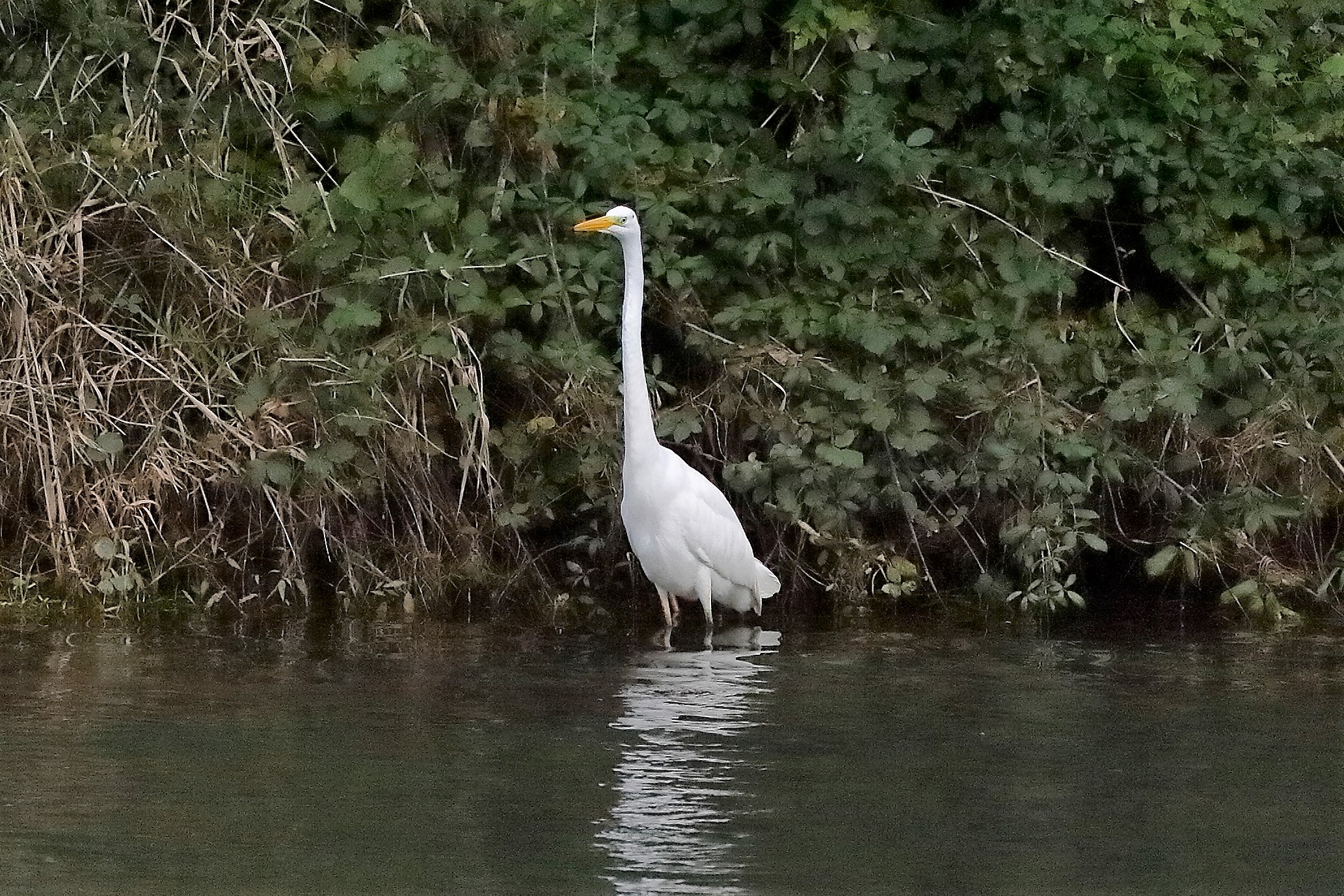 airone BM 12 novembre 2022