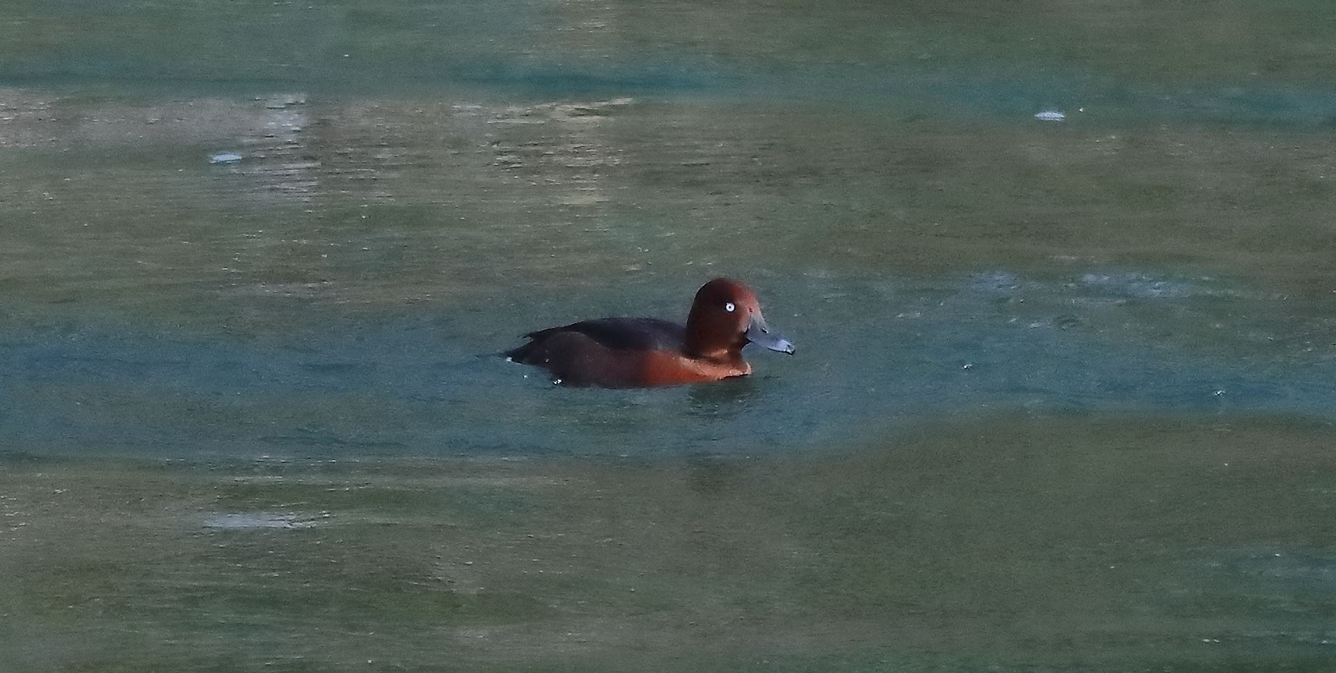 moretta tabaccata 19-11-2022