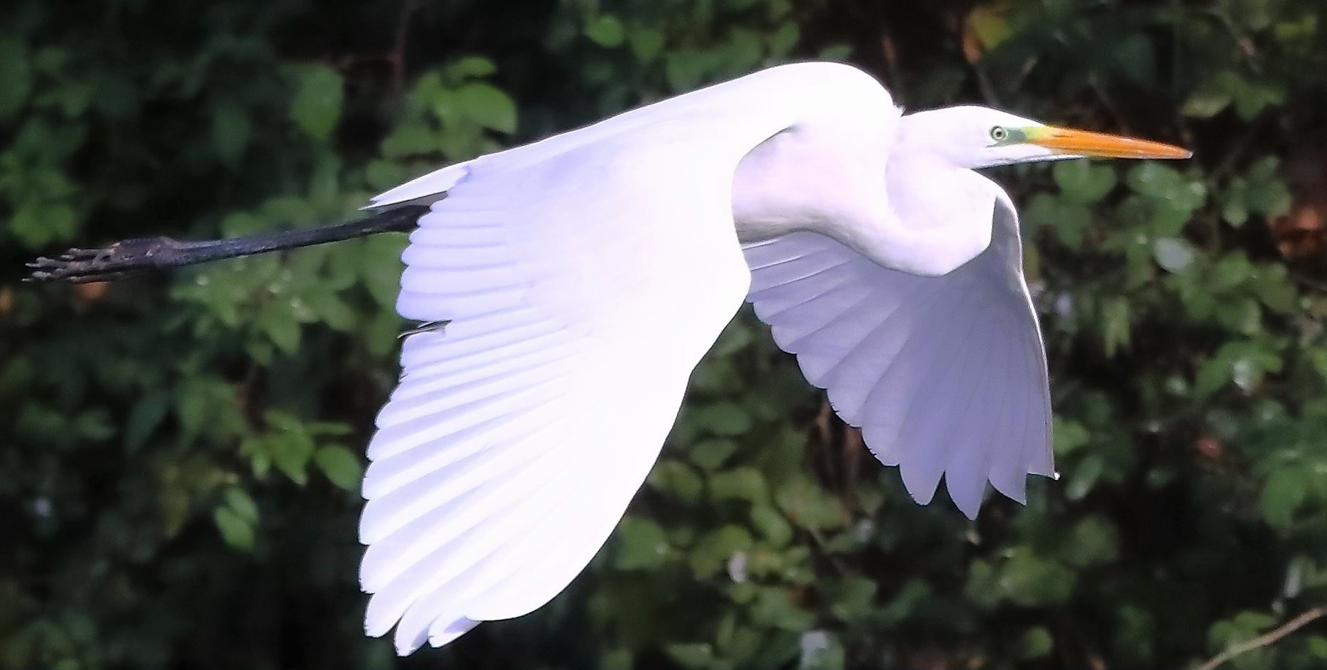 Airone BM 19-11-2022