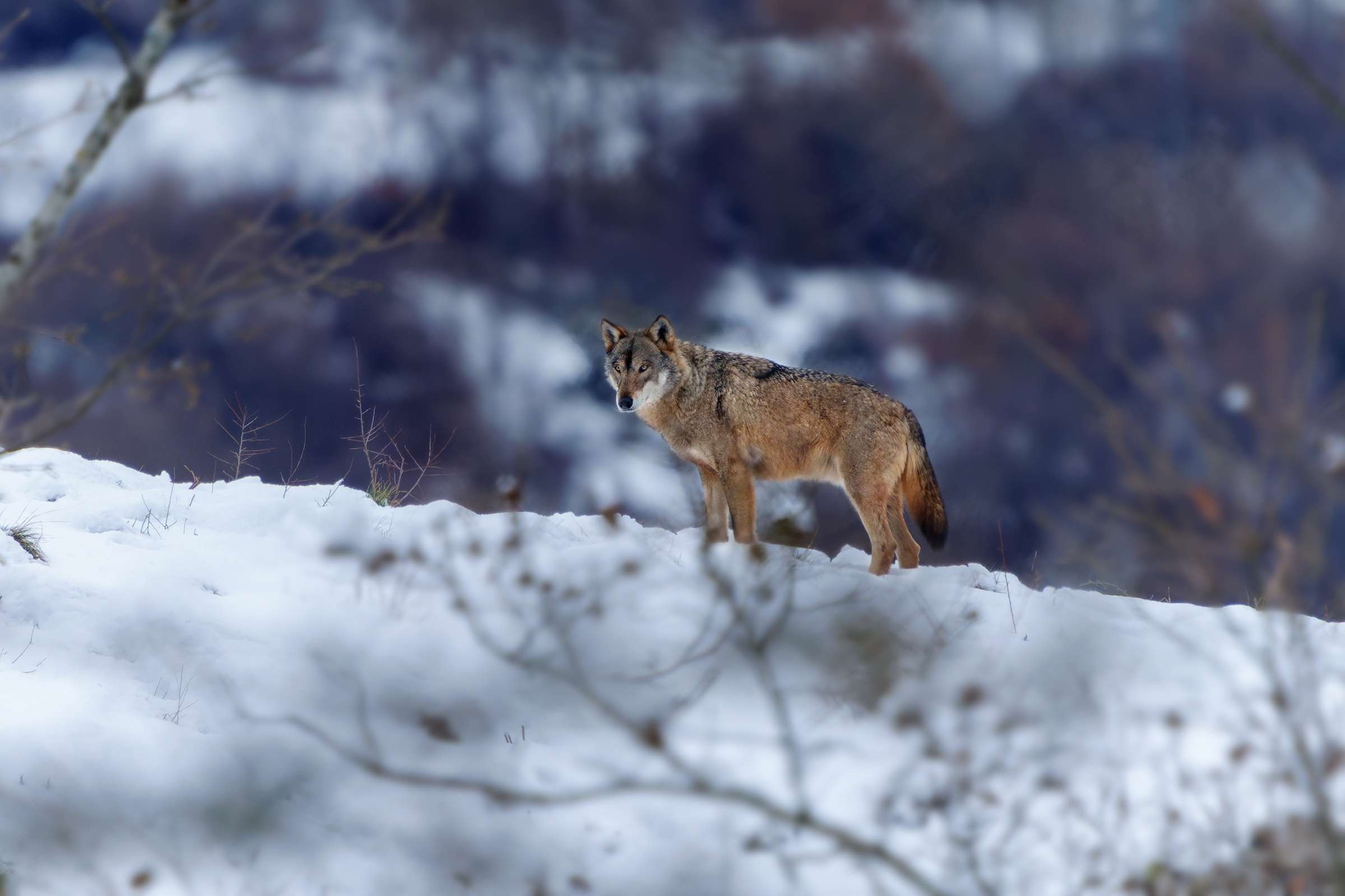 Apennine wolf