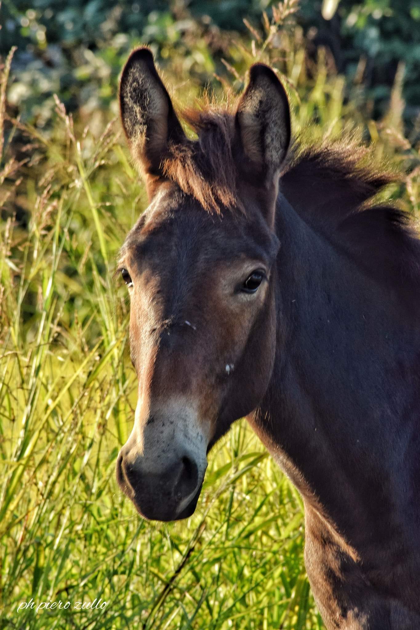 Who does good to a mule the first kick is his.