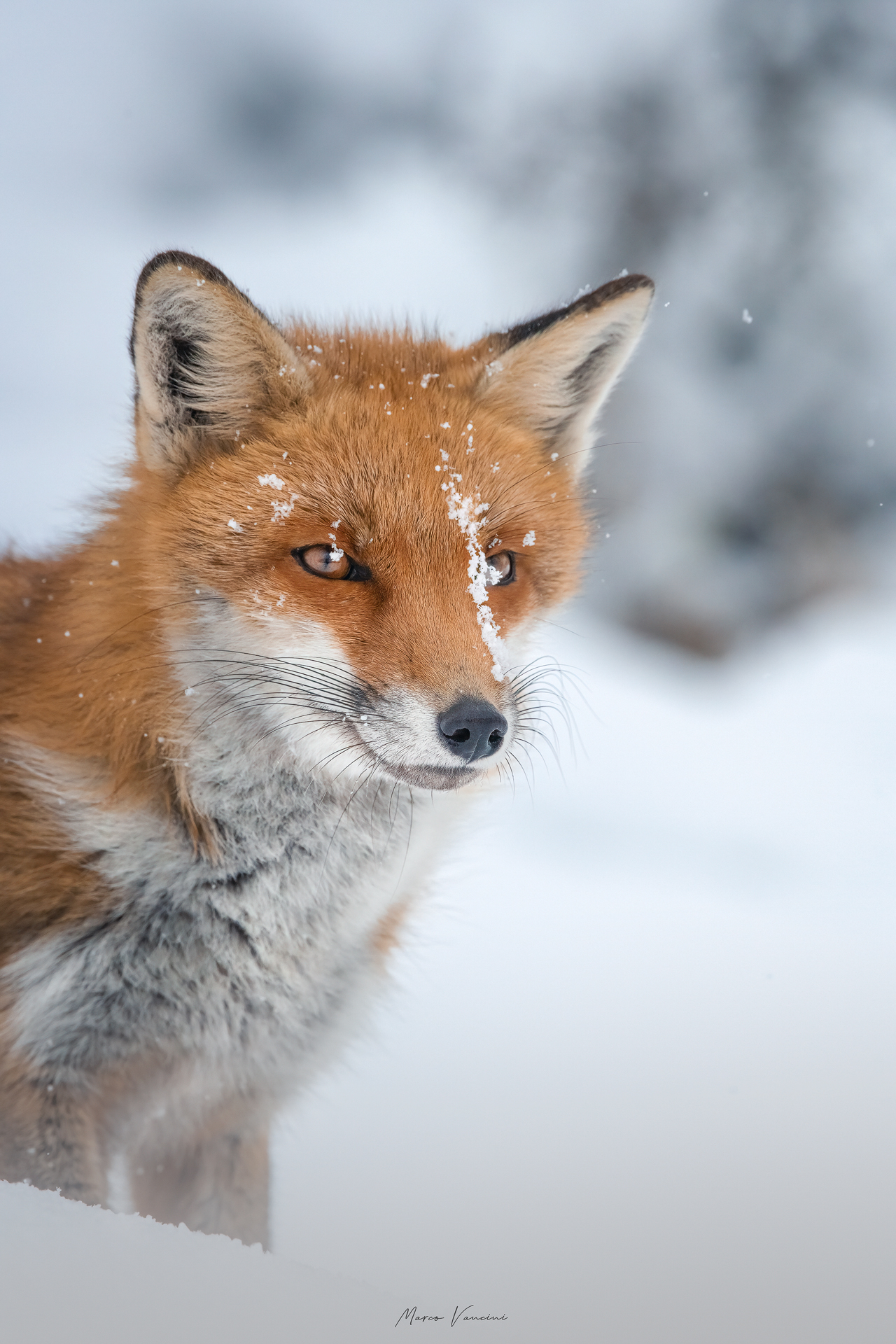 Portrait of the fox