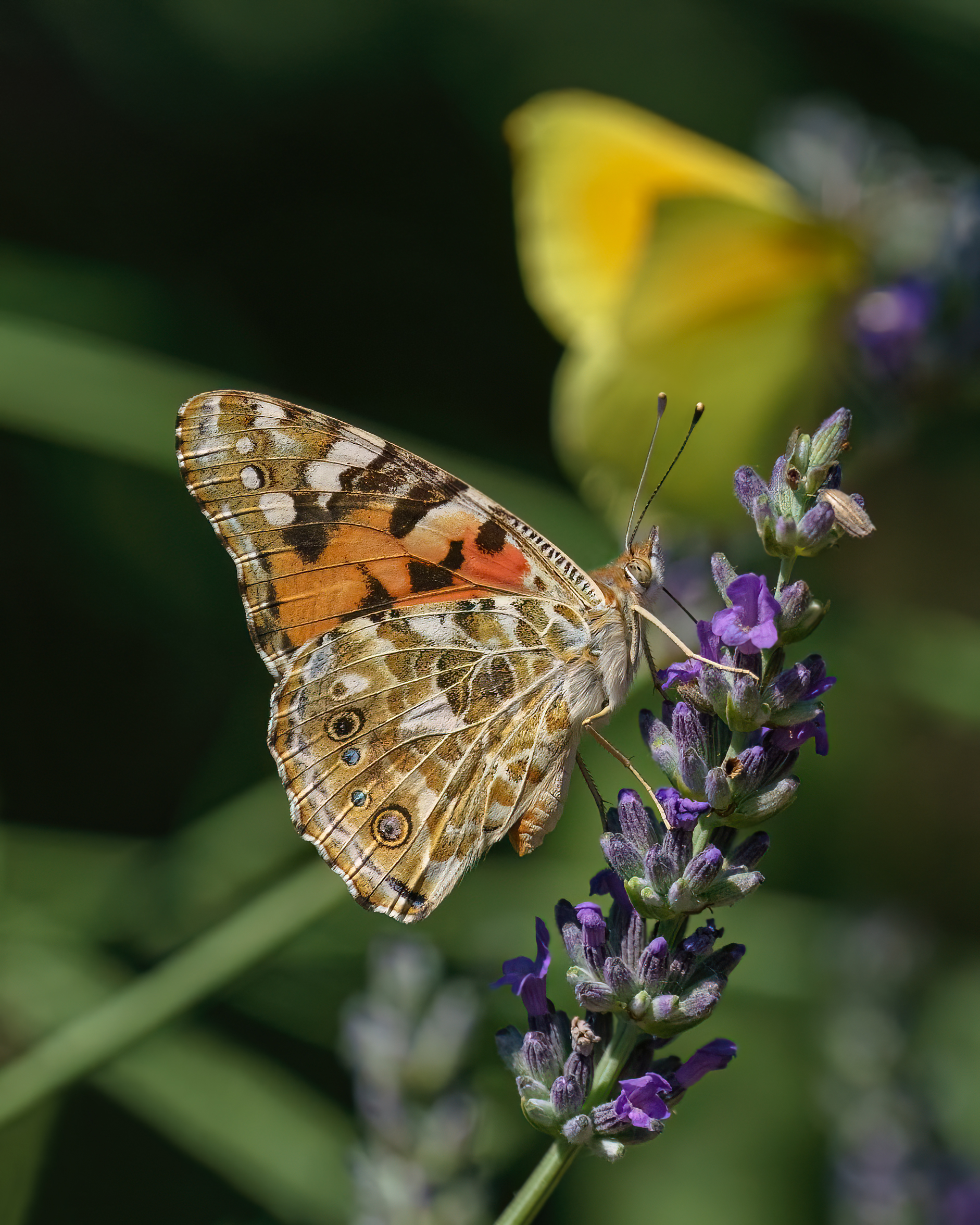 Vanessa  Cardui