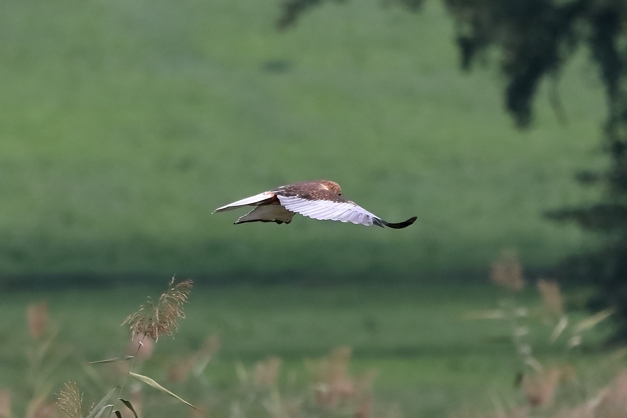 Falco di palude 12-10-2022