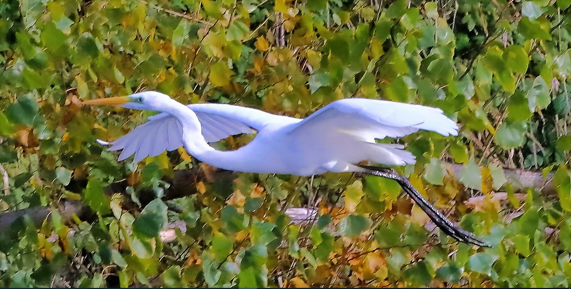 Airone BM 19-11-2022