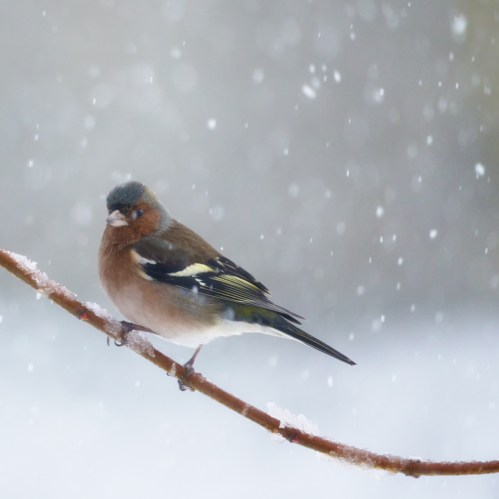 Chaffinch under the snow - 19.01.23