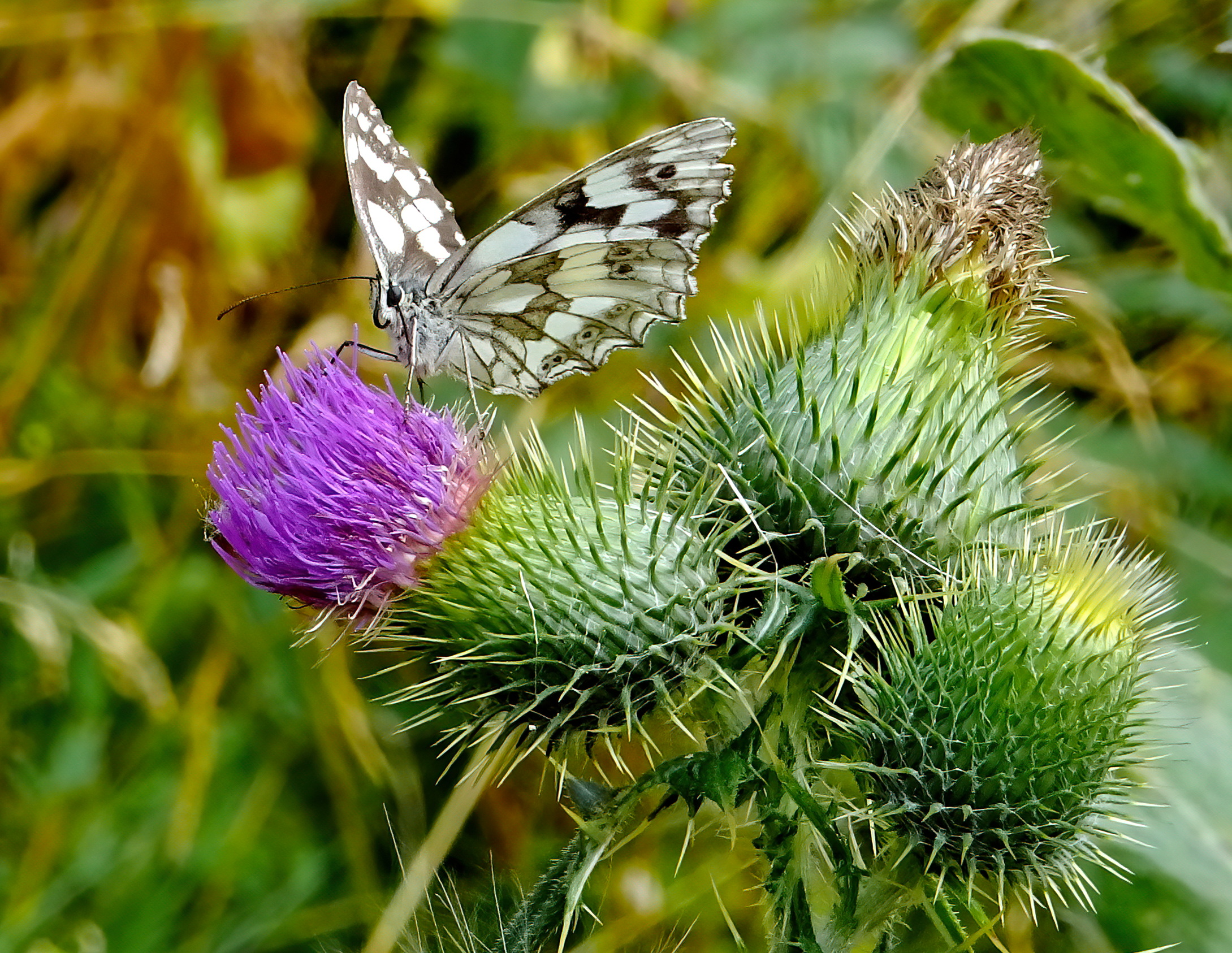 Meraviglie della Natura "Nel Bosco"