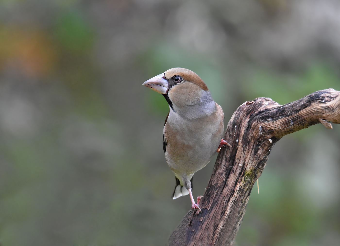 Hawfinch
