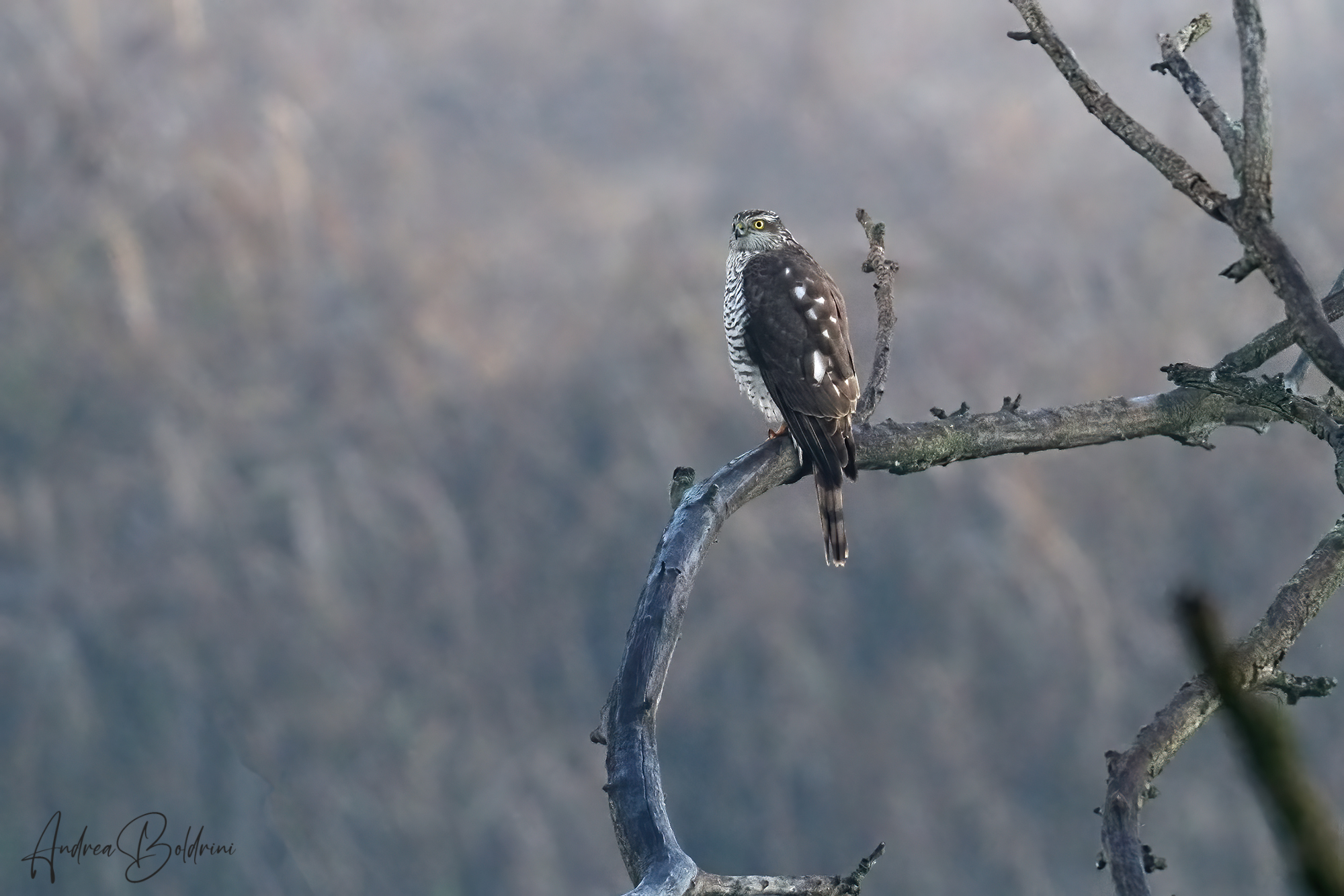 Sparrowhawk