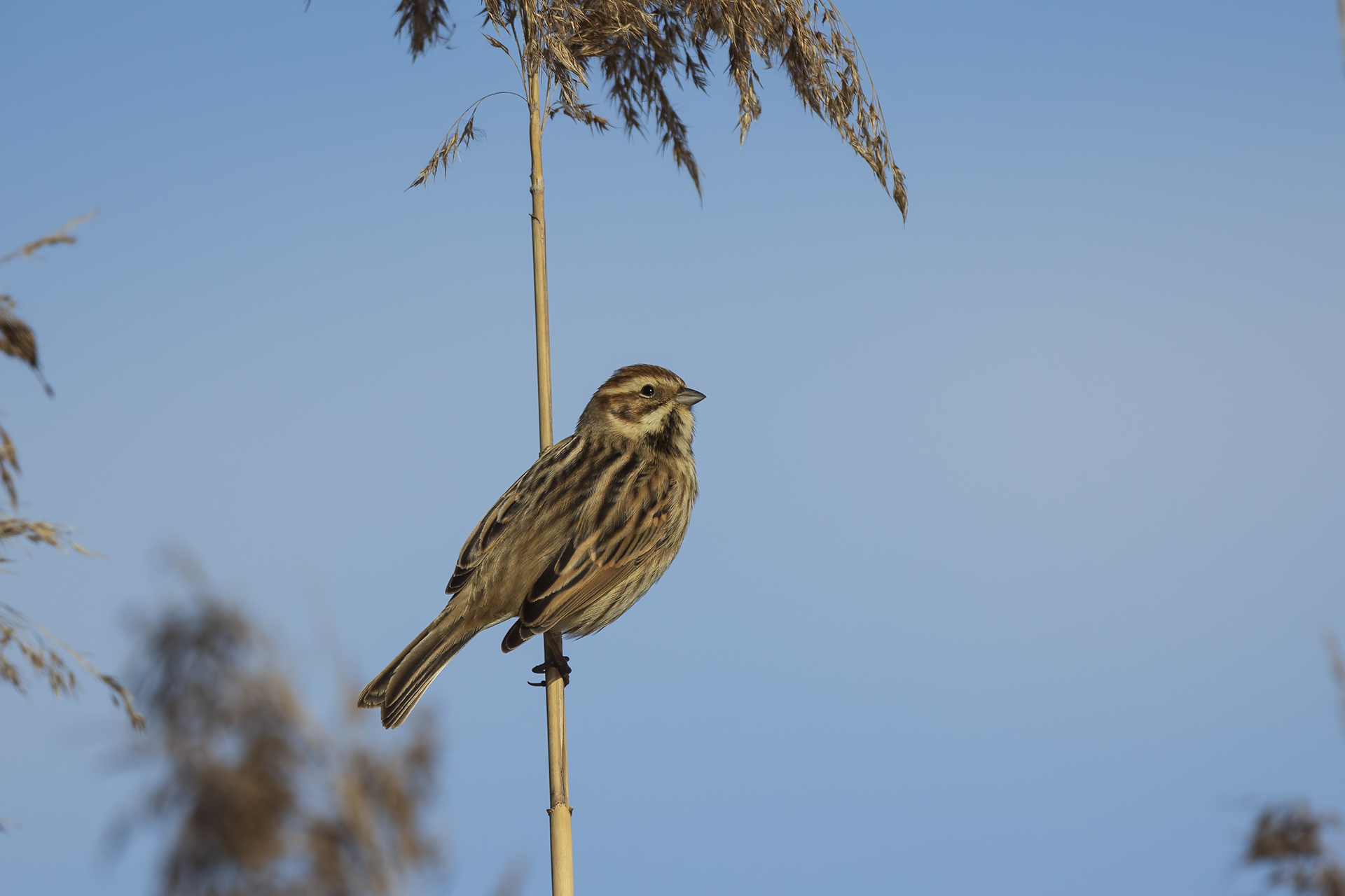 Migliarino di palude