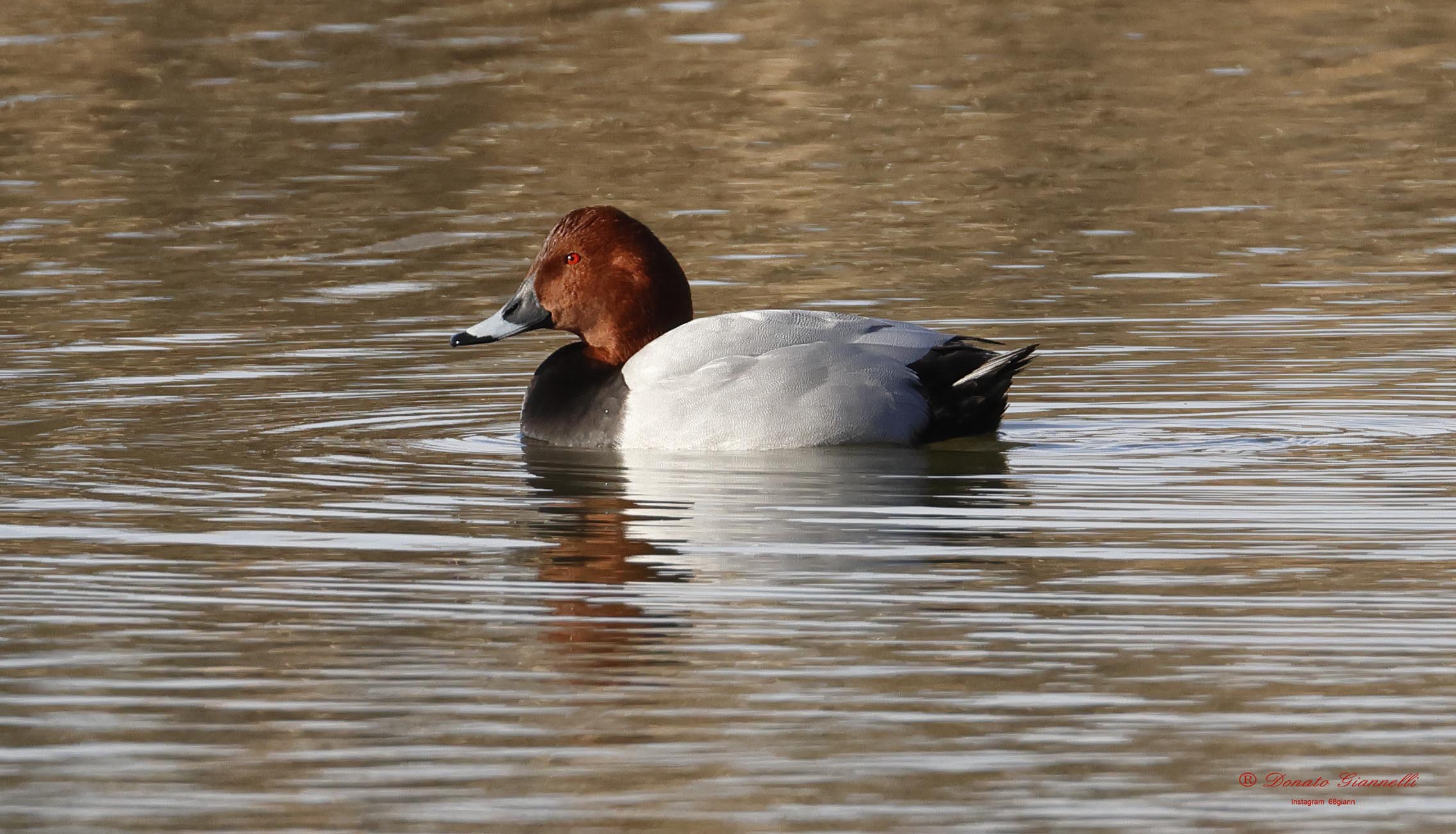 Common pochard