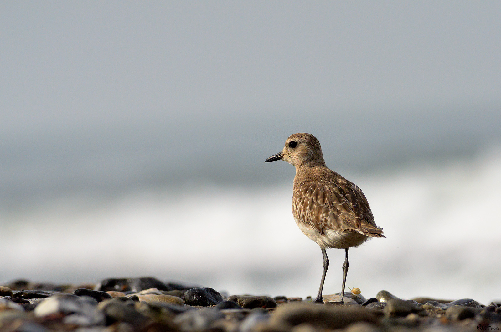 che strana coppia !!