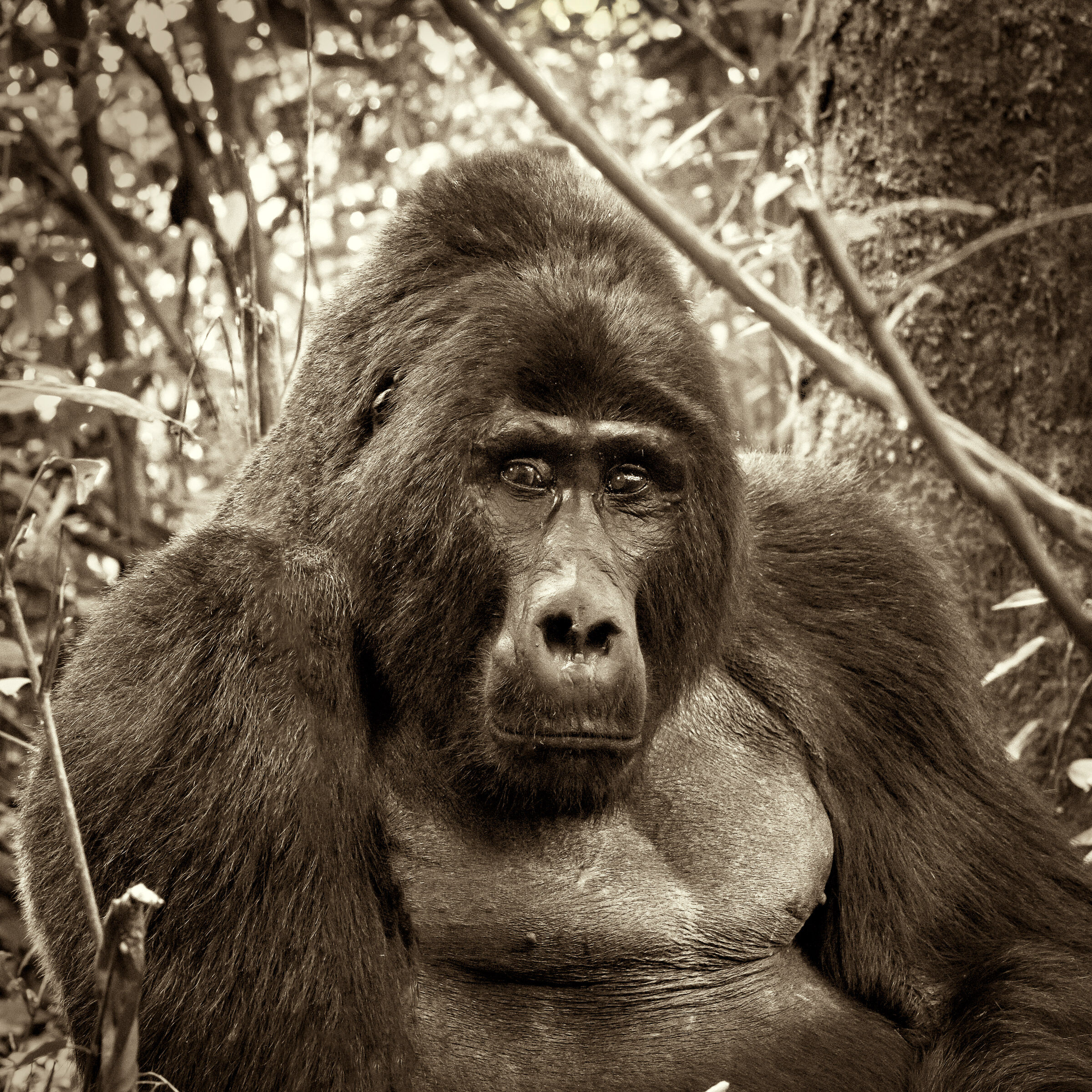 Gorilla