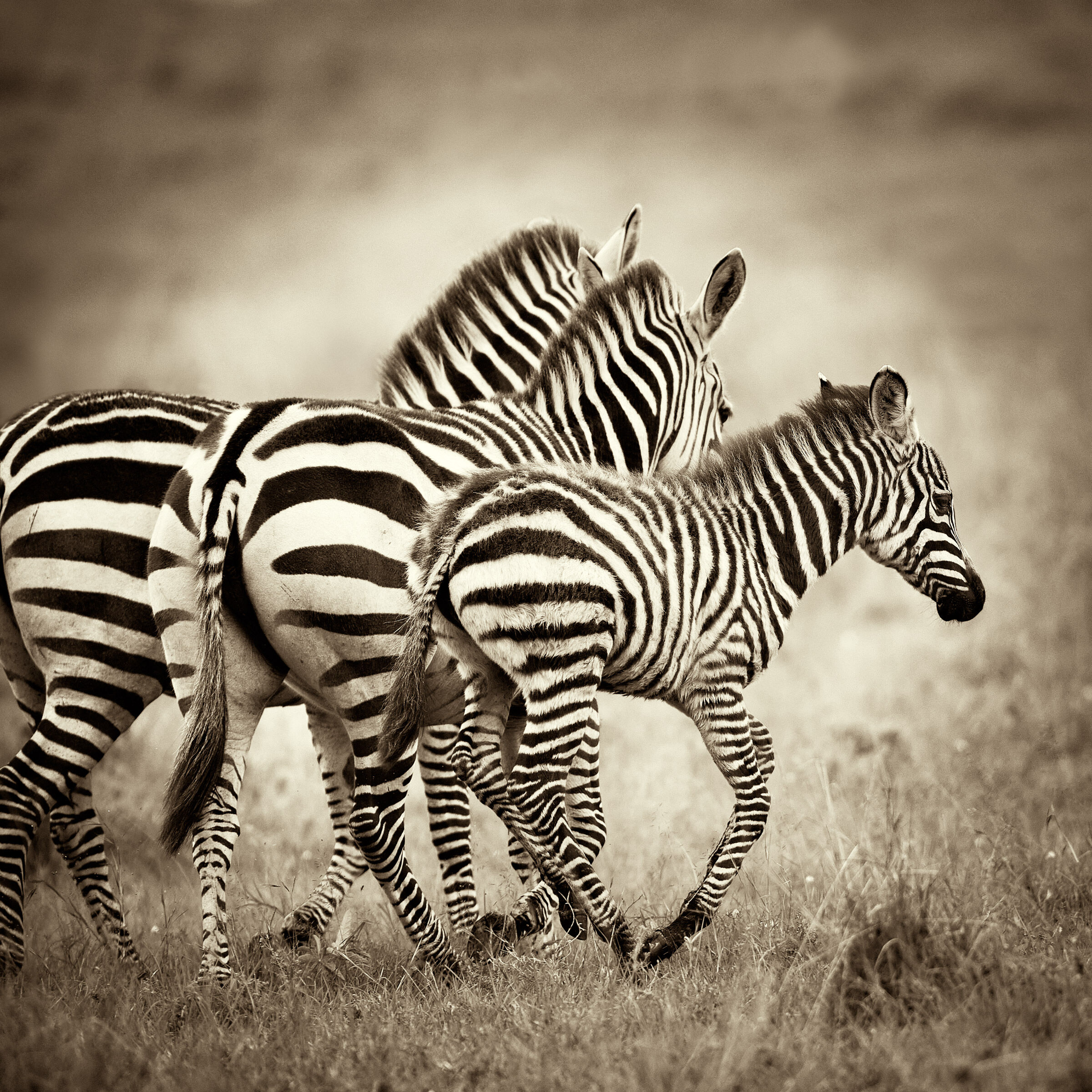 Trio di zebre