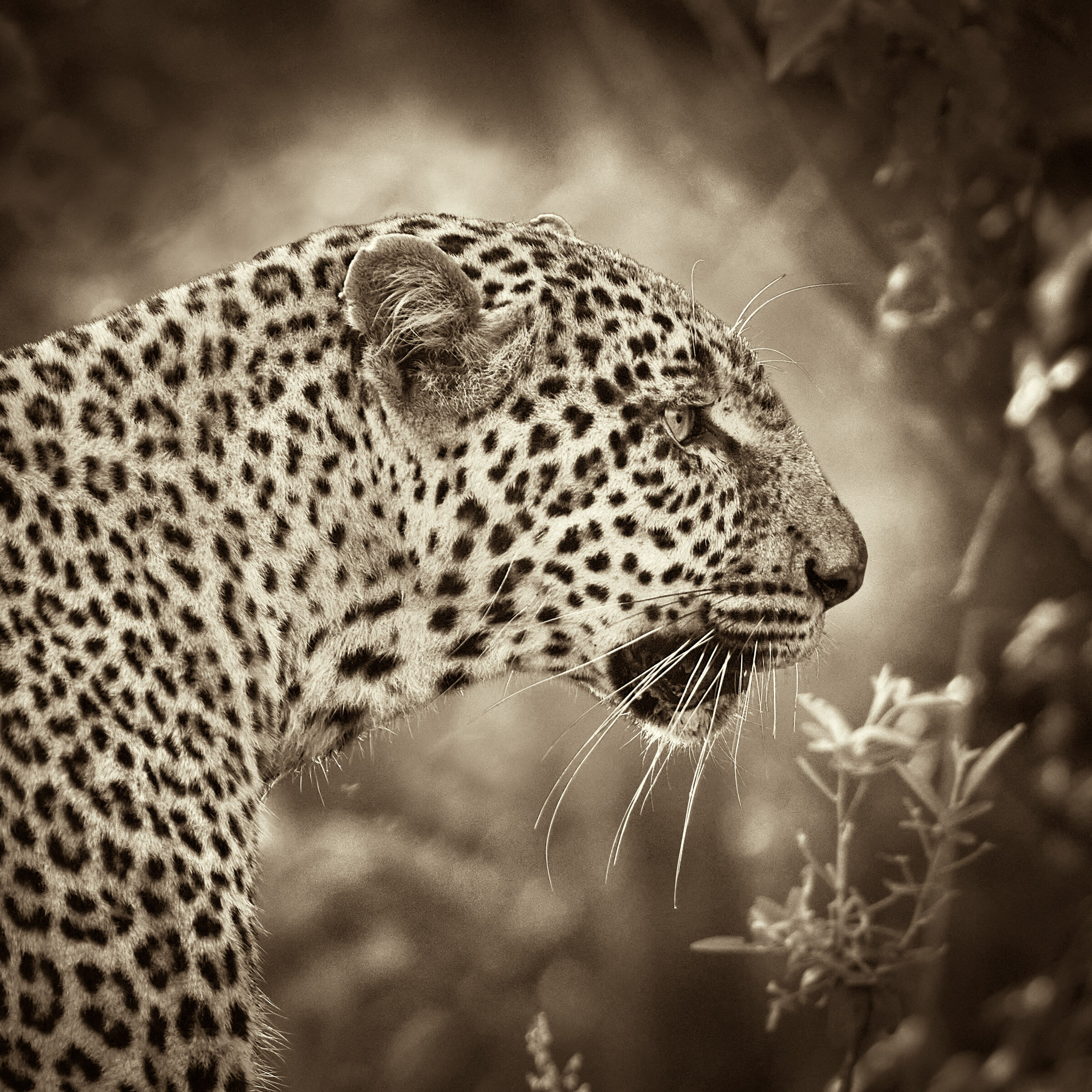 Leopardo