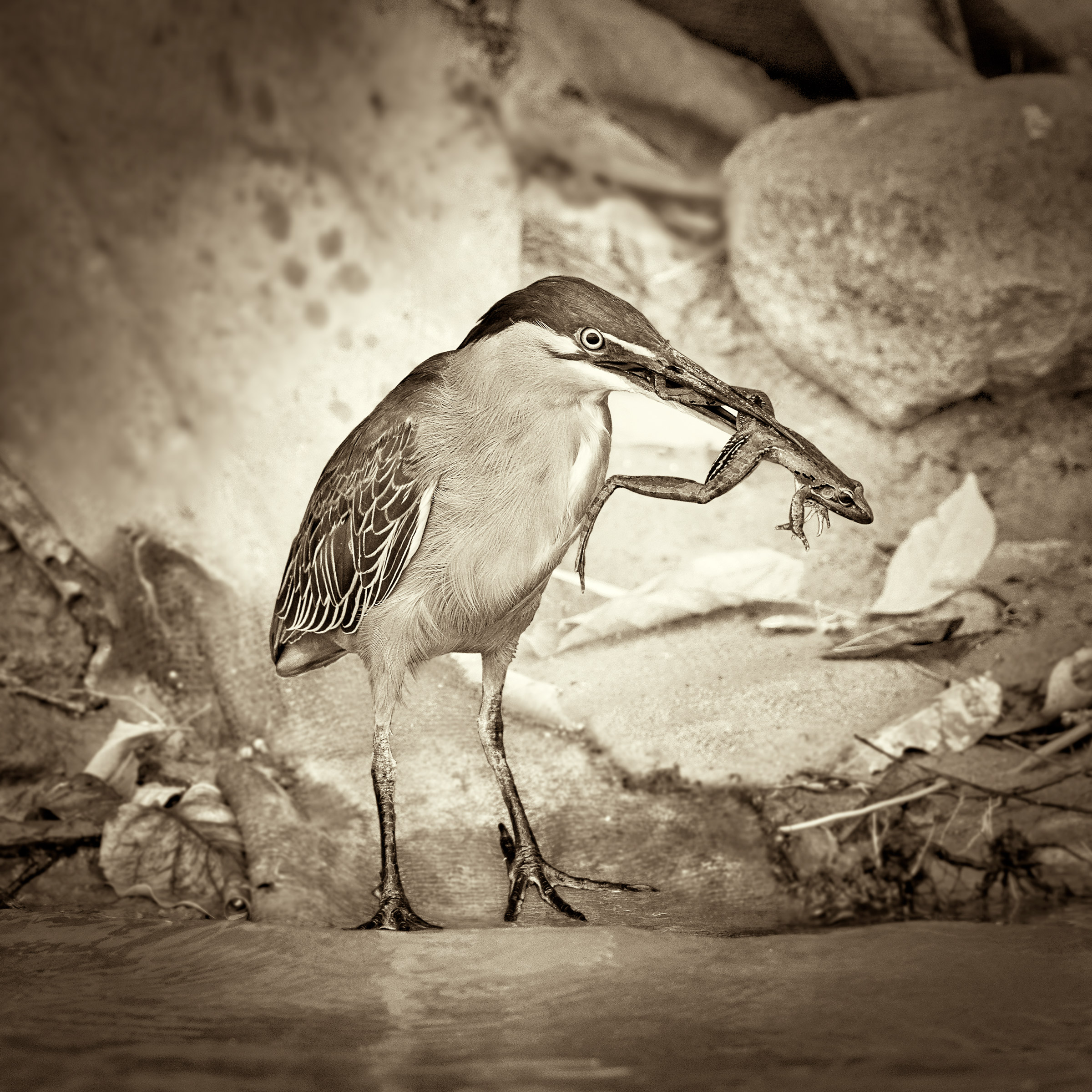 Airone striato con preda
