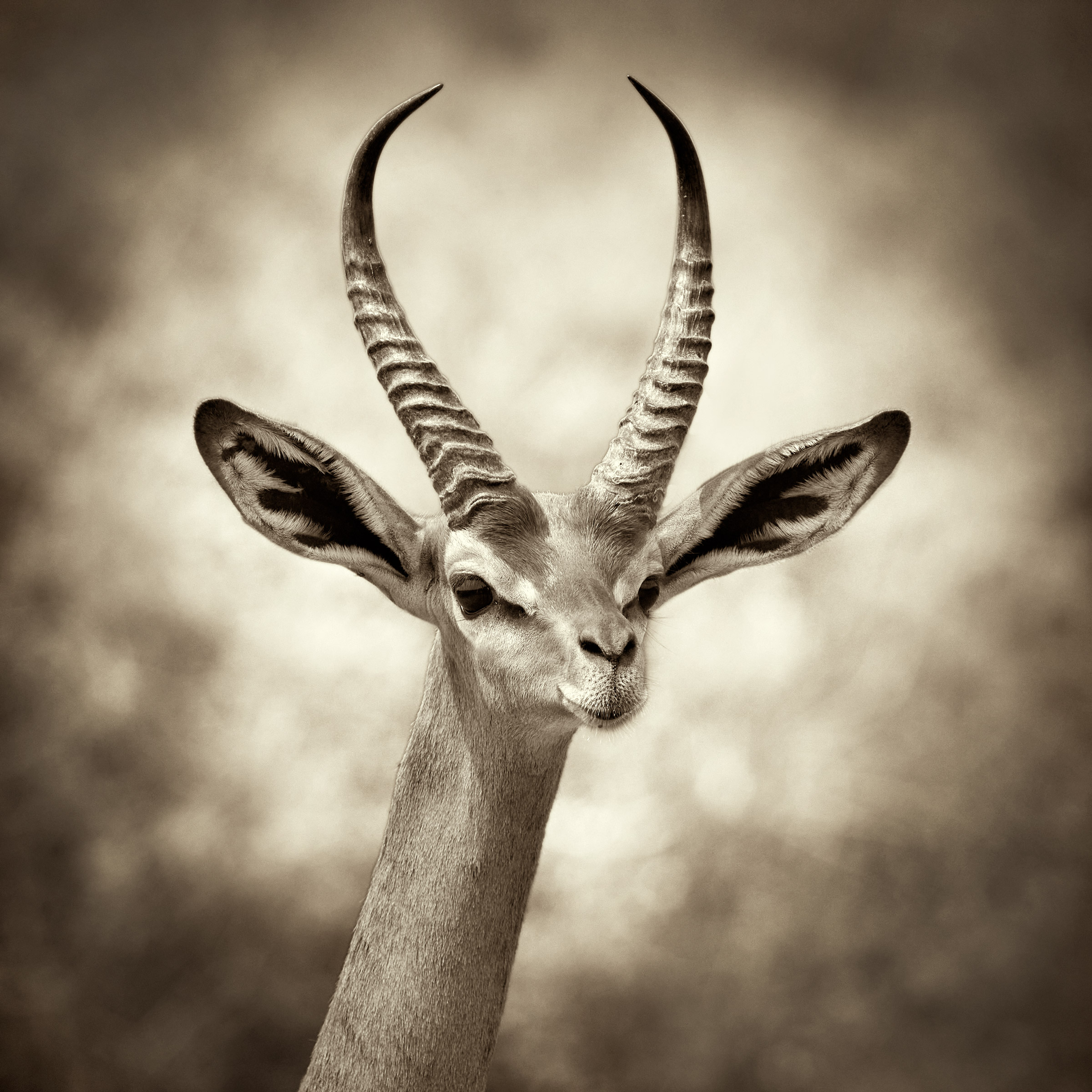 Antilope giraffa