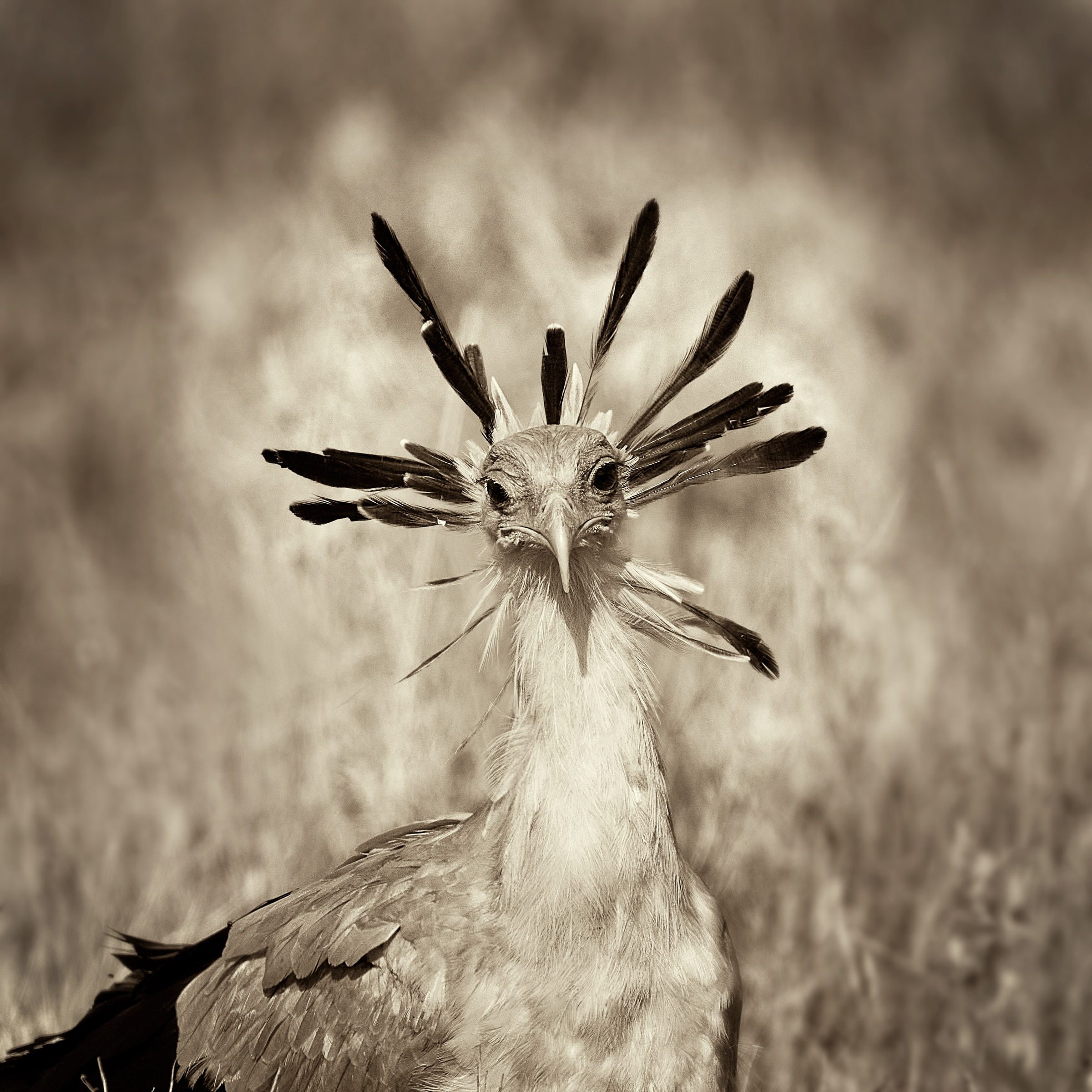 Secretarybird