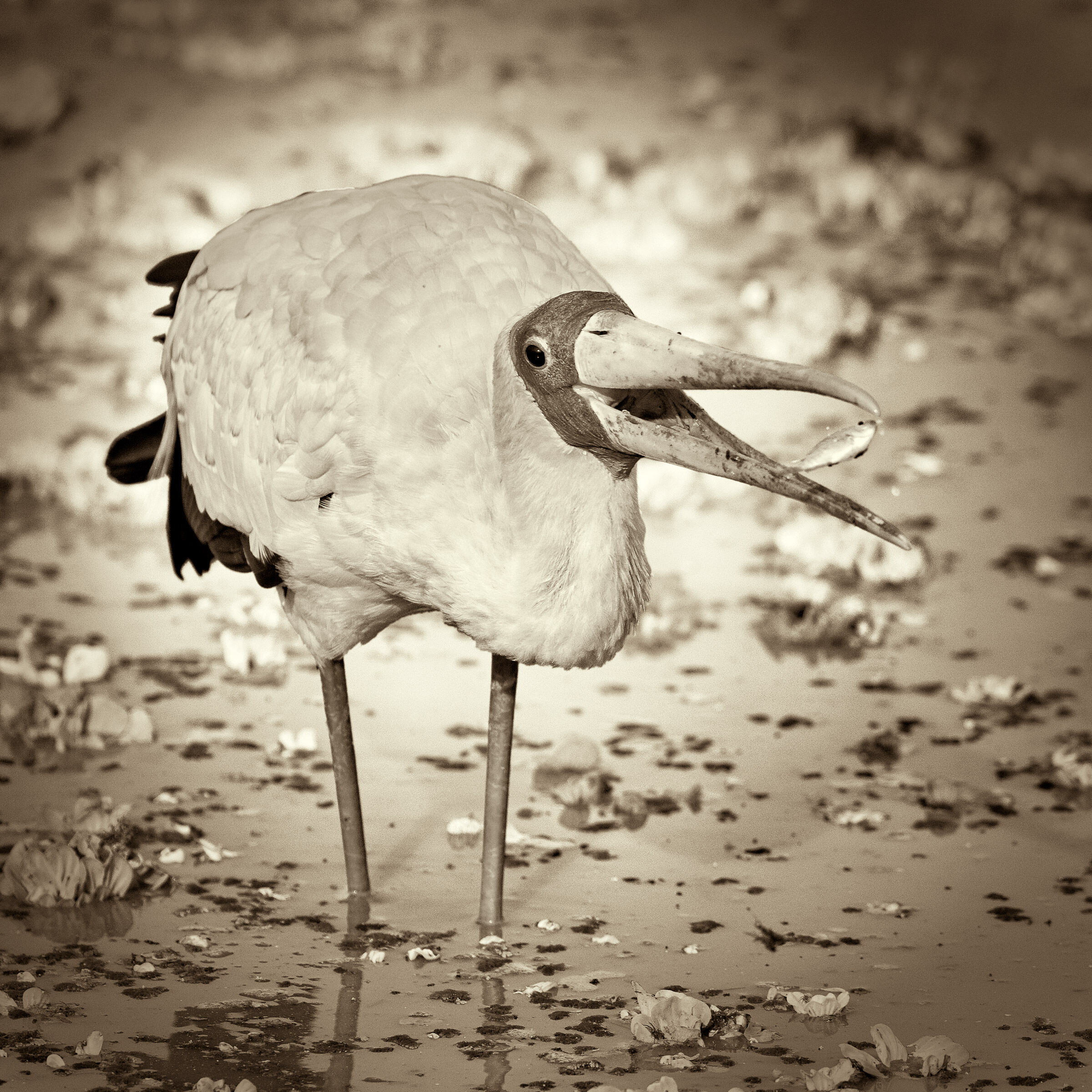 Cicogna becco giallo
