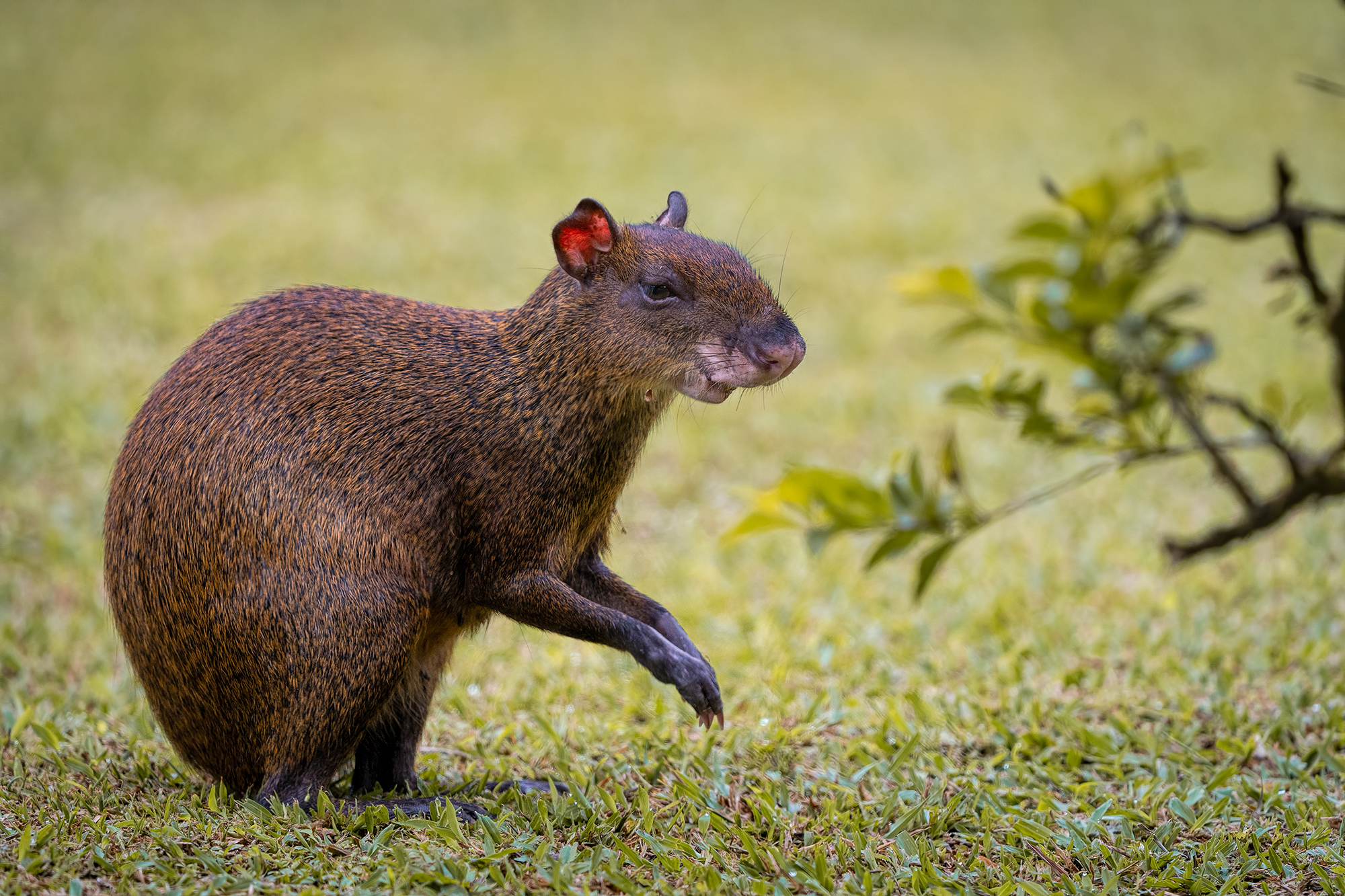 Agouti