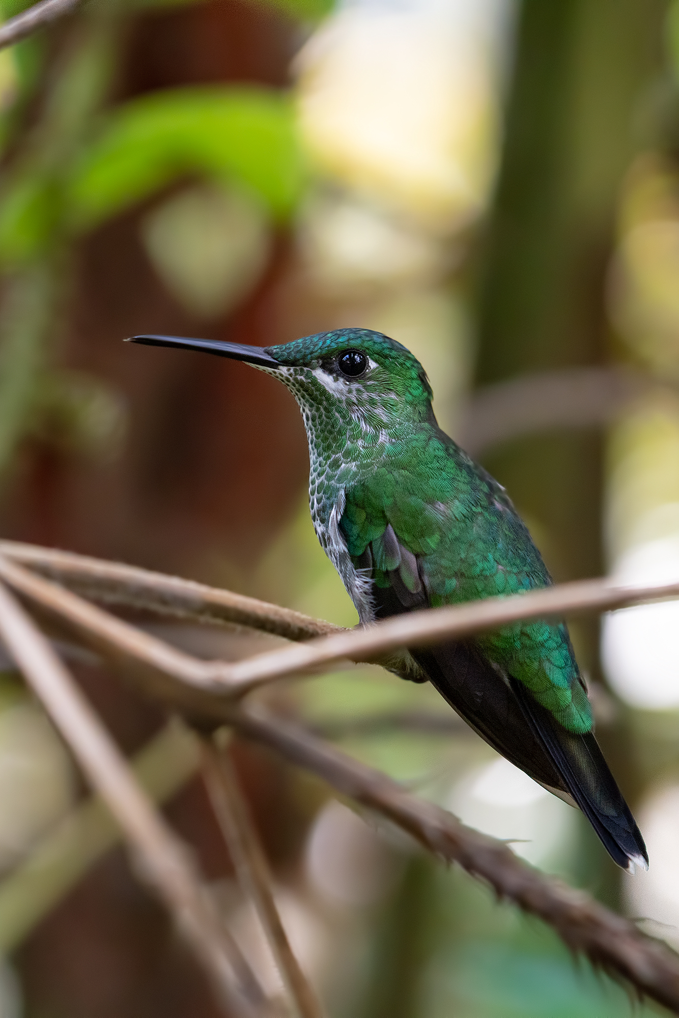 Colibrì