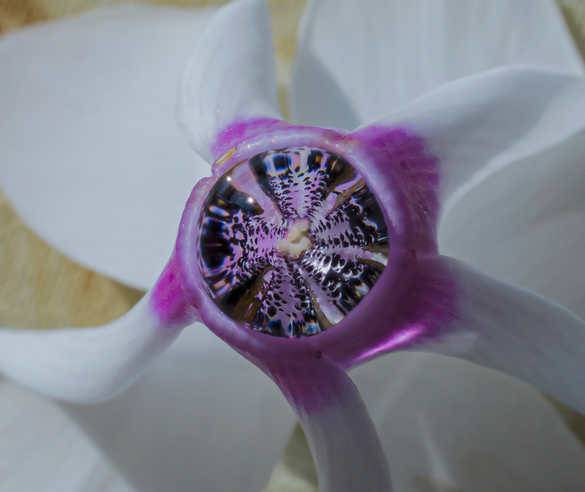 L'occhio del Ciclamino...