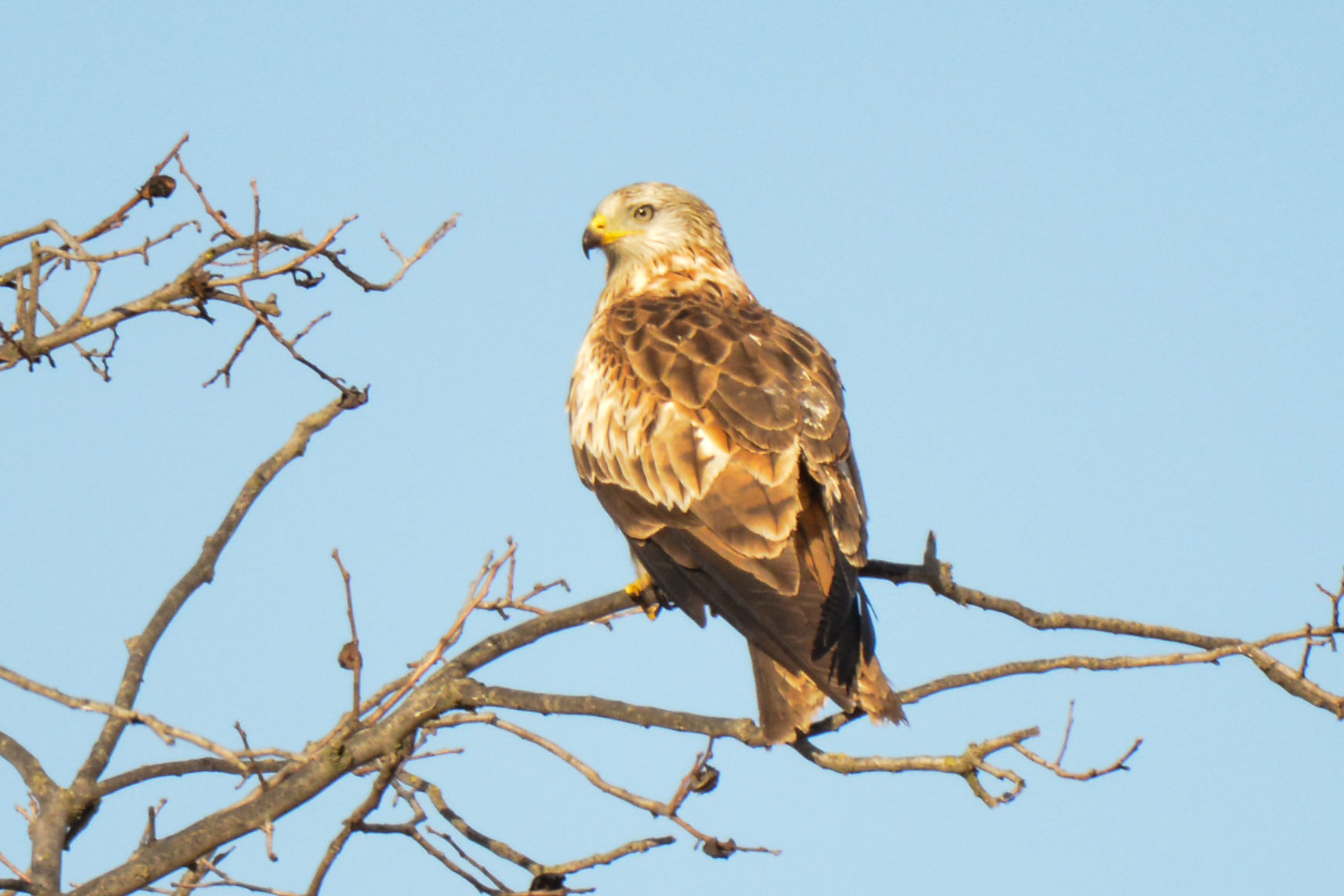 RED KITE