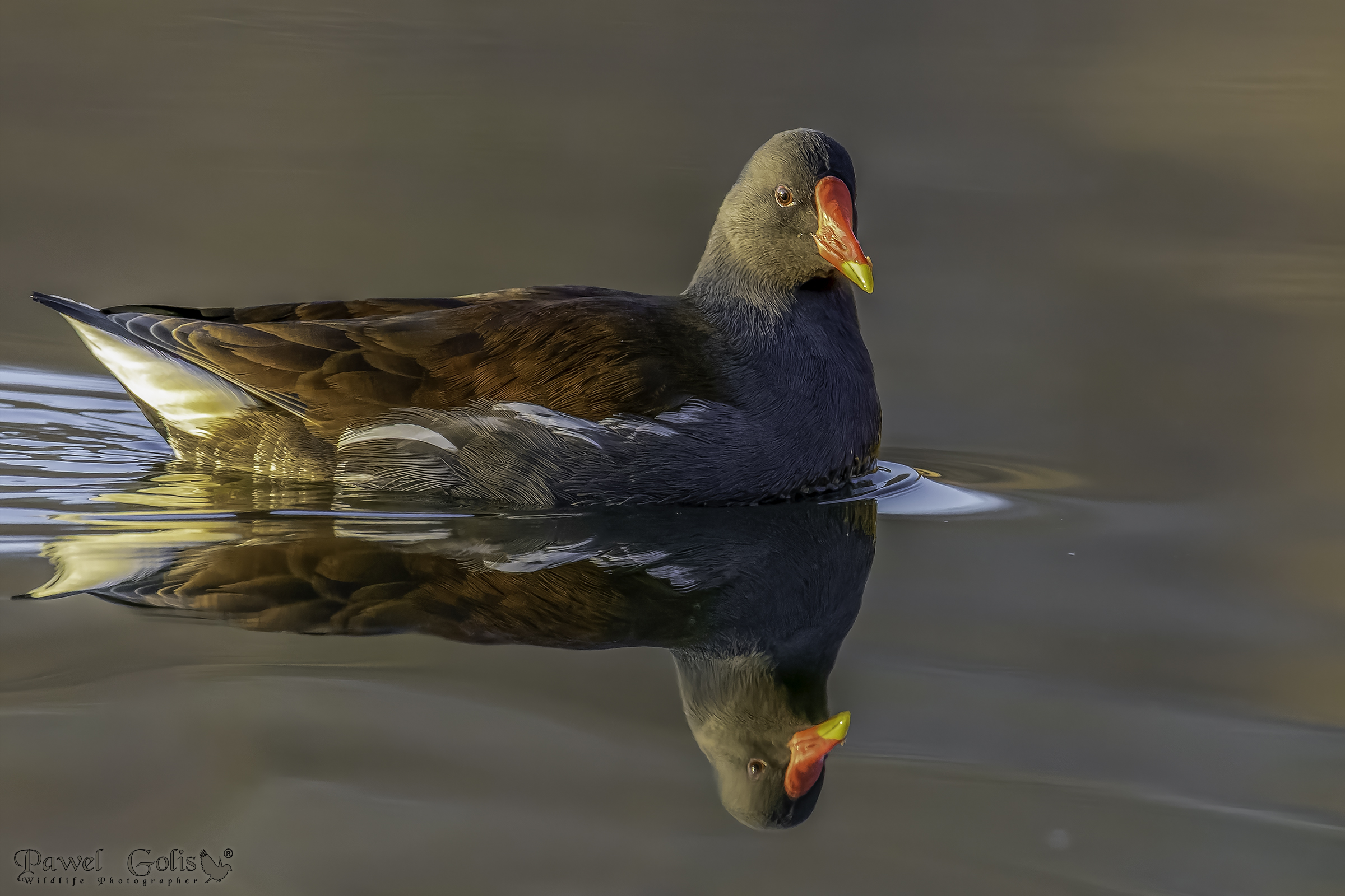 Common Moorhen (Gallinula chloropus)