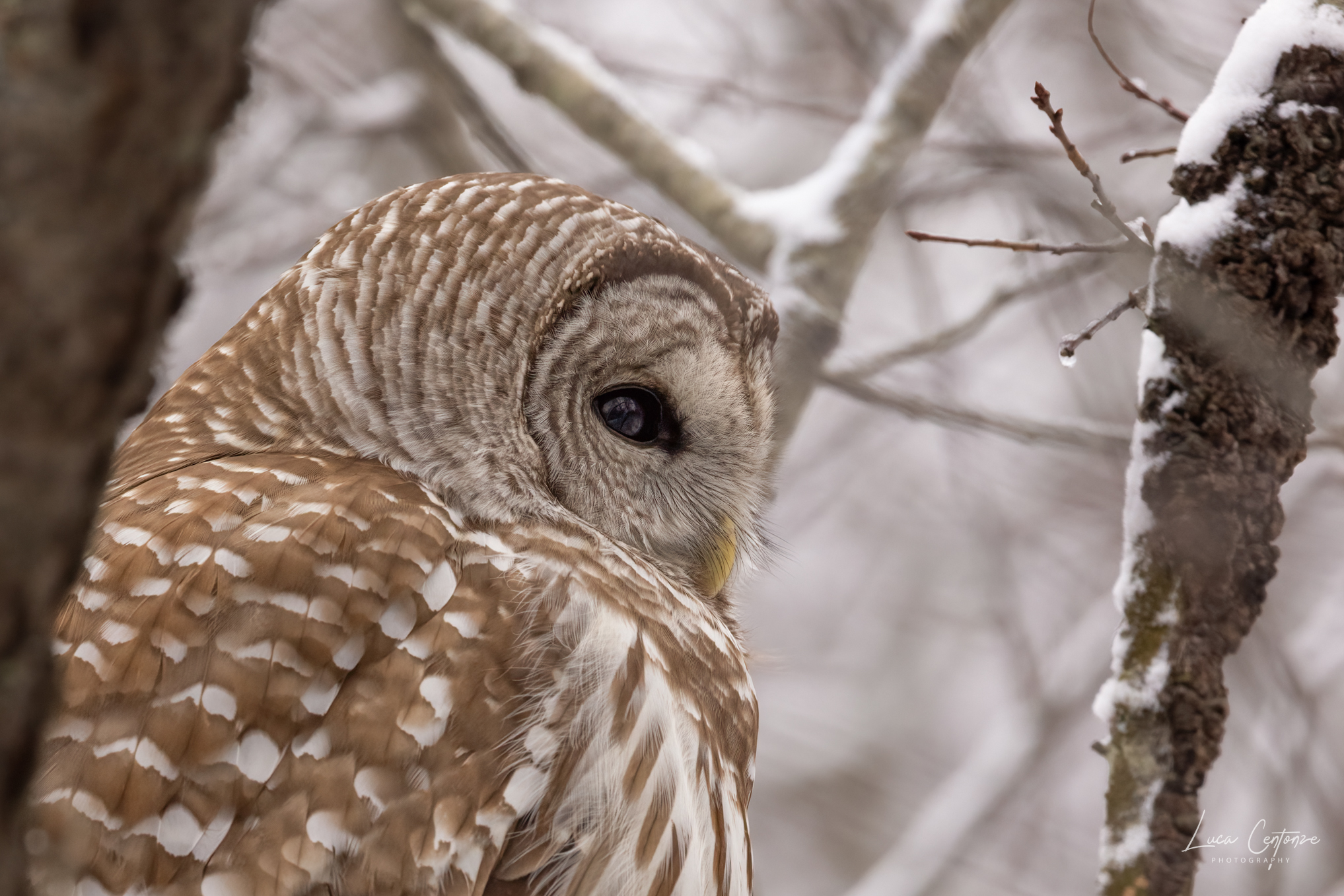Allocco Barrato (Strix Varia) Barred Owl