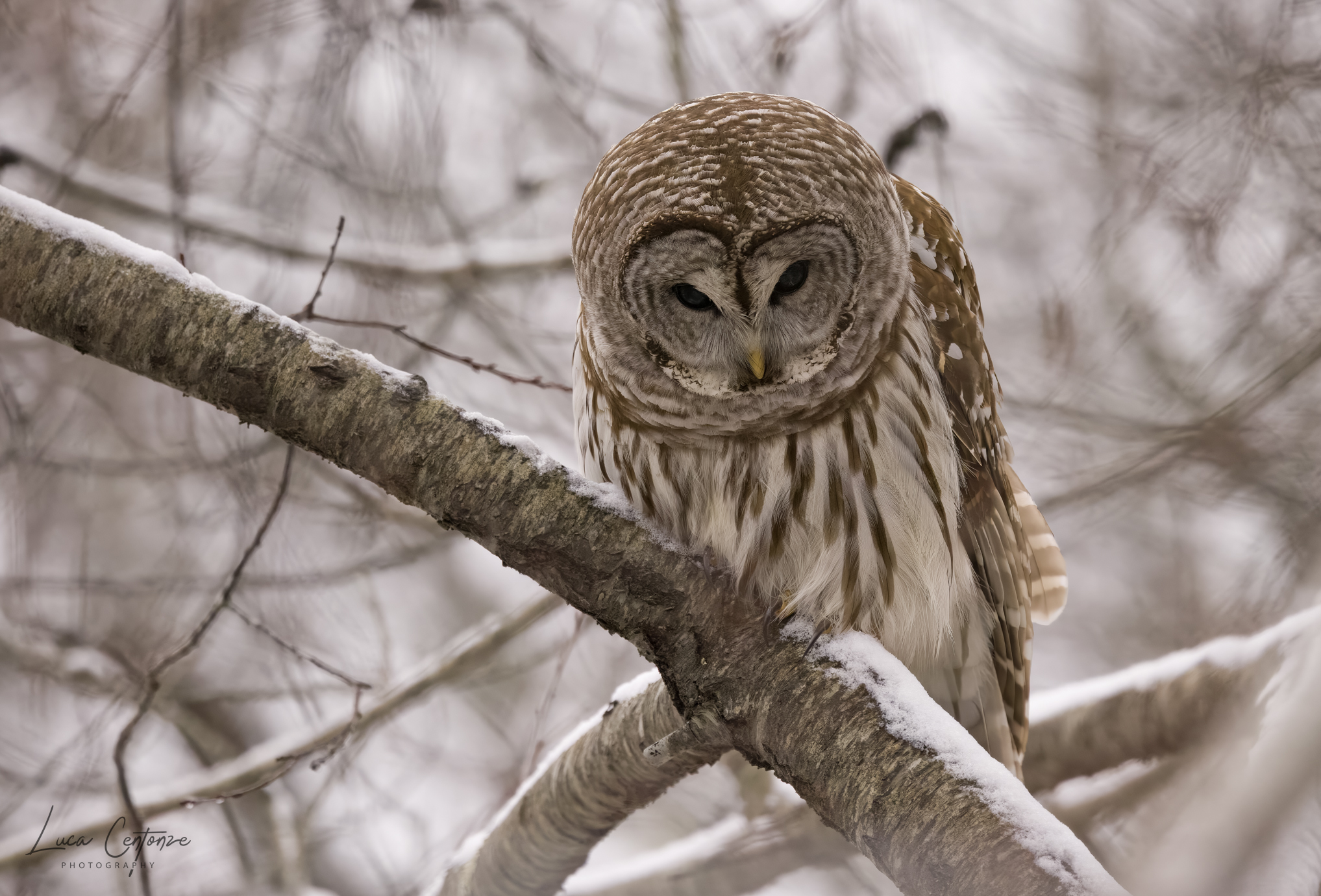 Allocco Barrato (Strix Varia) Barred Owl