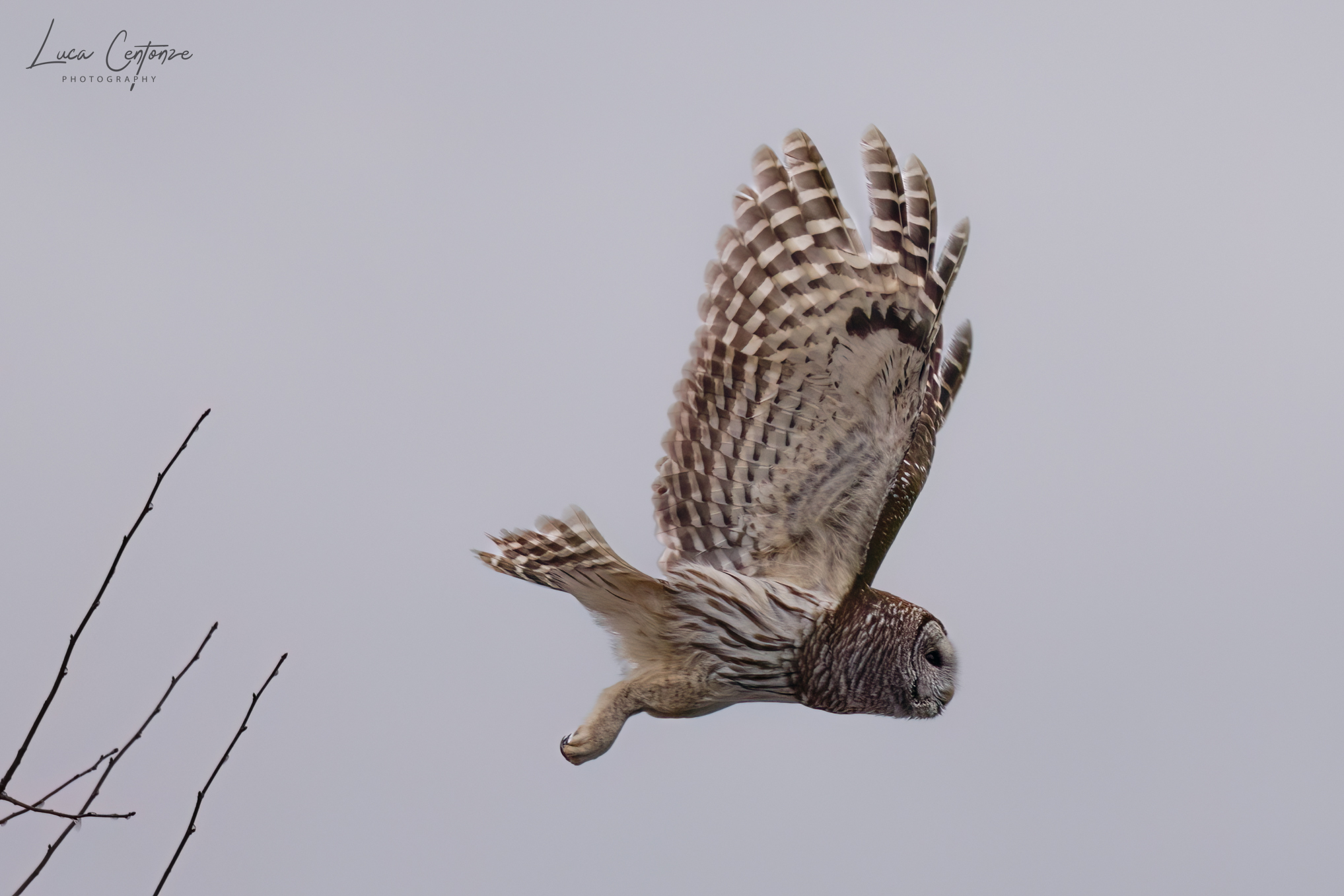 Allocco Barrato (Strix Varia) Barred Owl