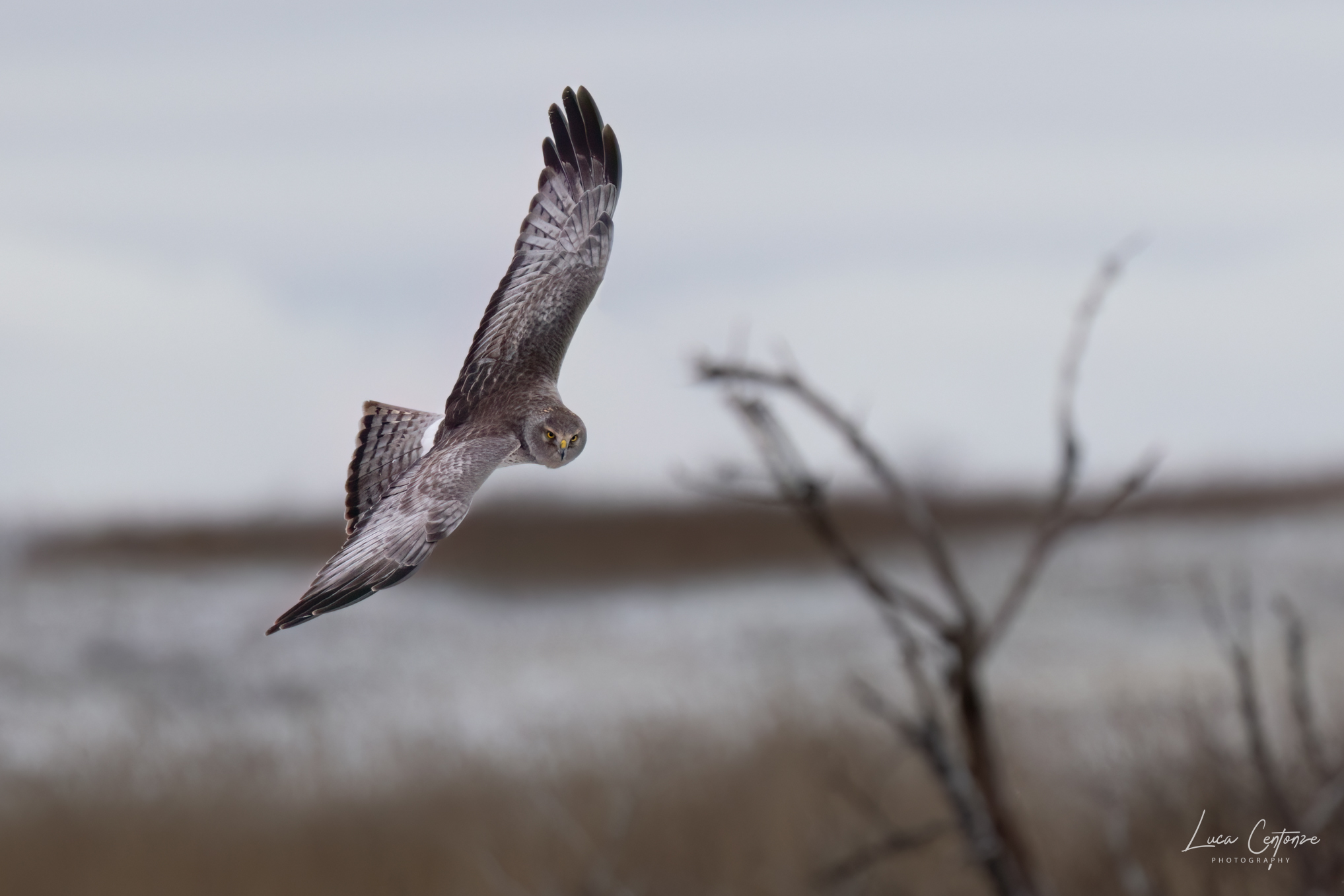 Northern Harrier (Circus hudsonius) maschio