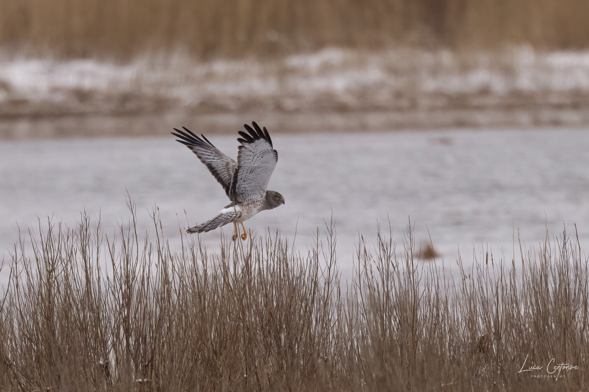 Northern Harrier (Circus hudsonius) maschio