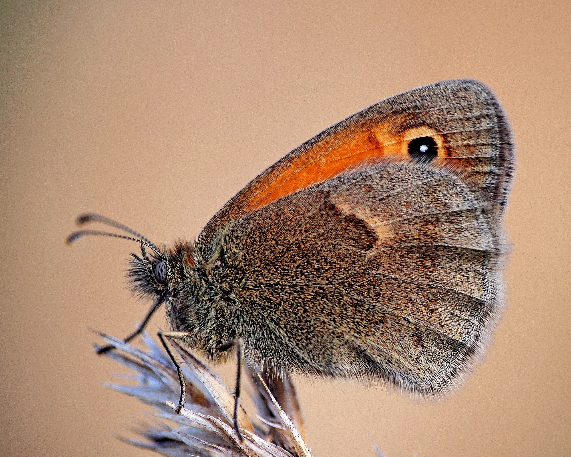 Meadow brown III
