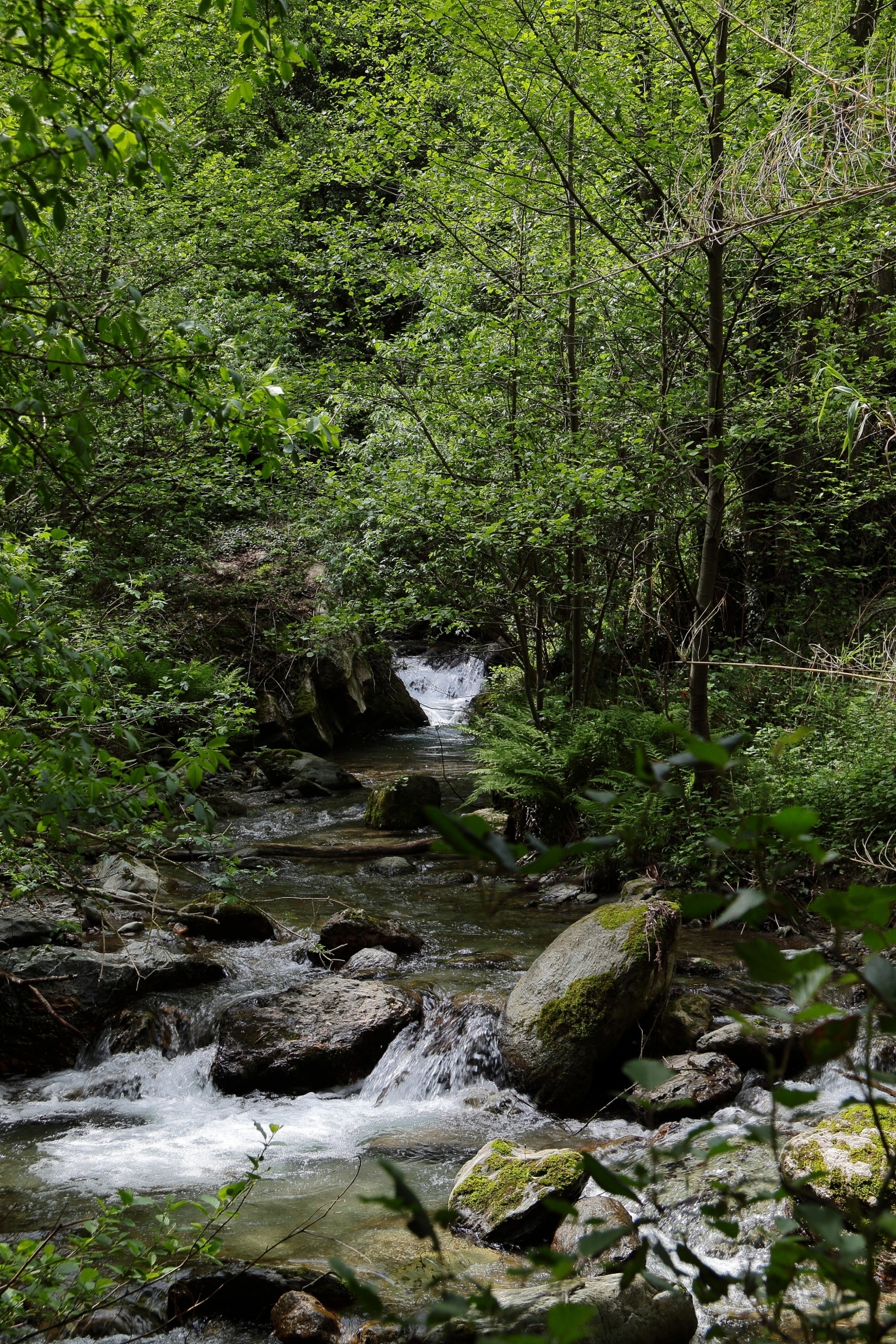 Along the creek Danè