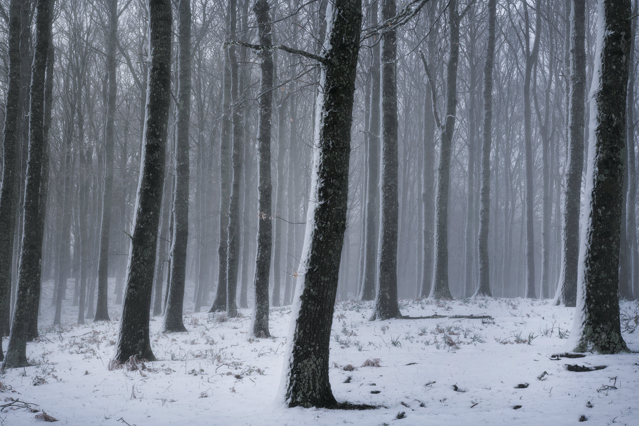 The first snow - Umbra Forest