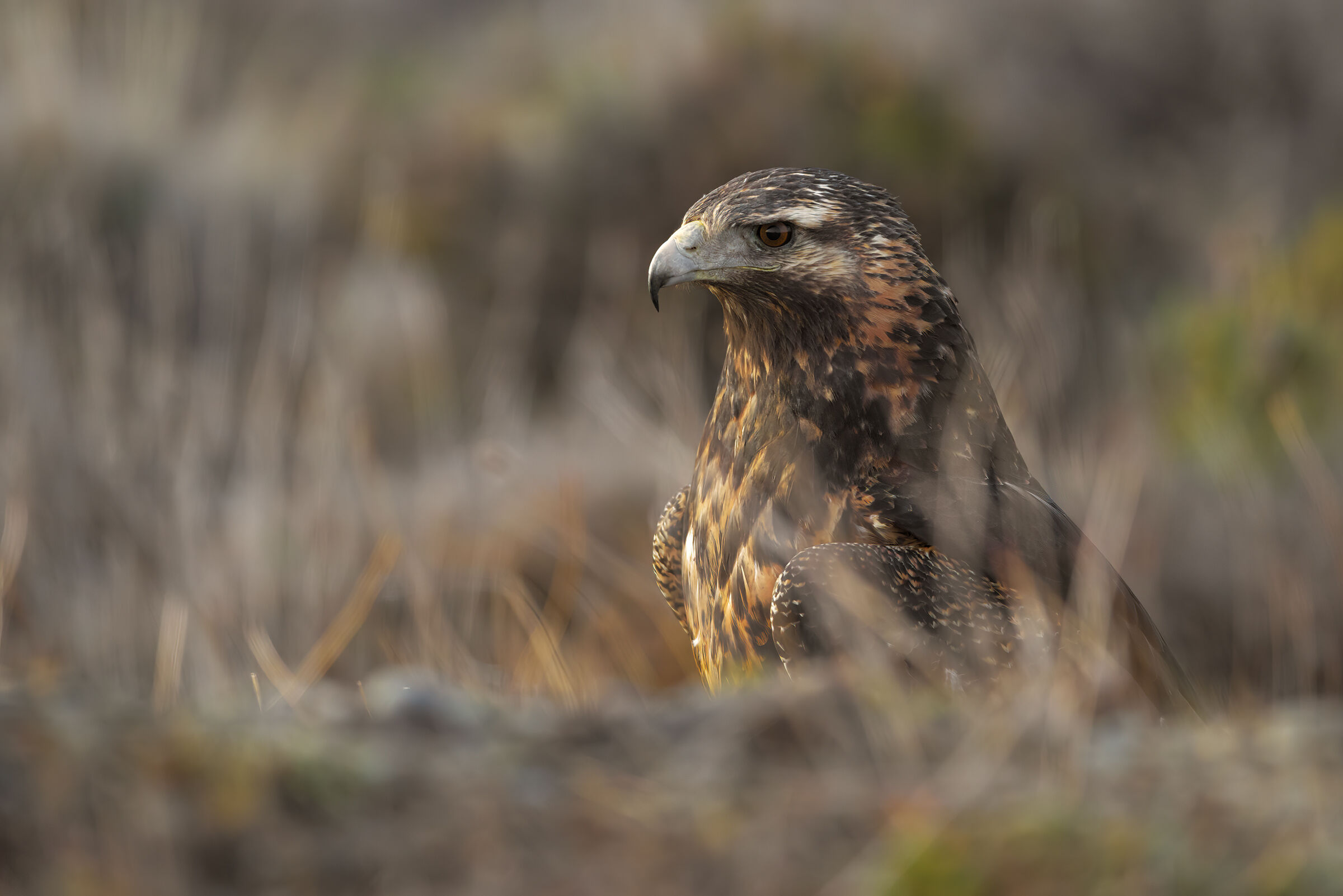 Poiana Variabile Giovane