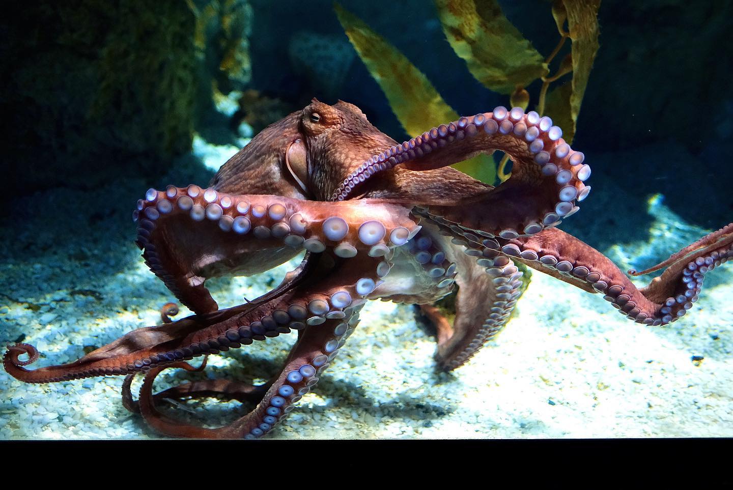 Aquarium of Genoa