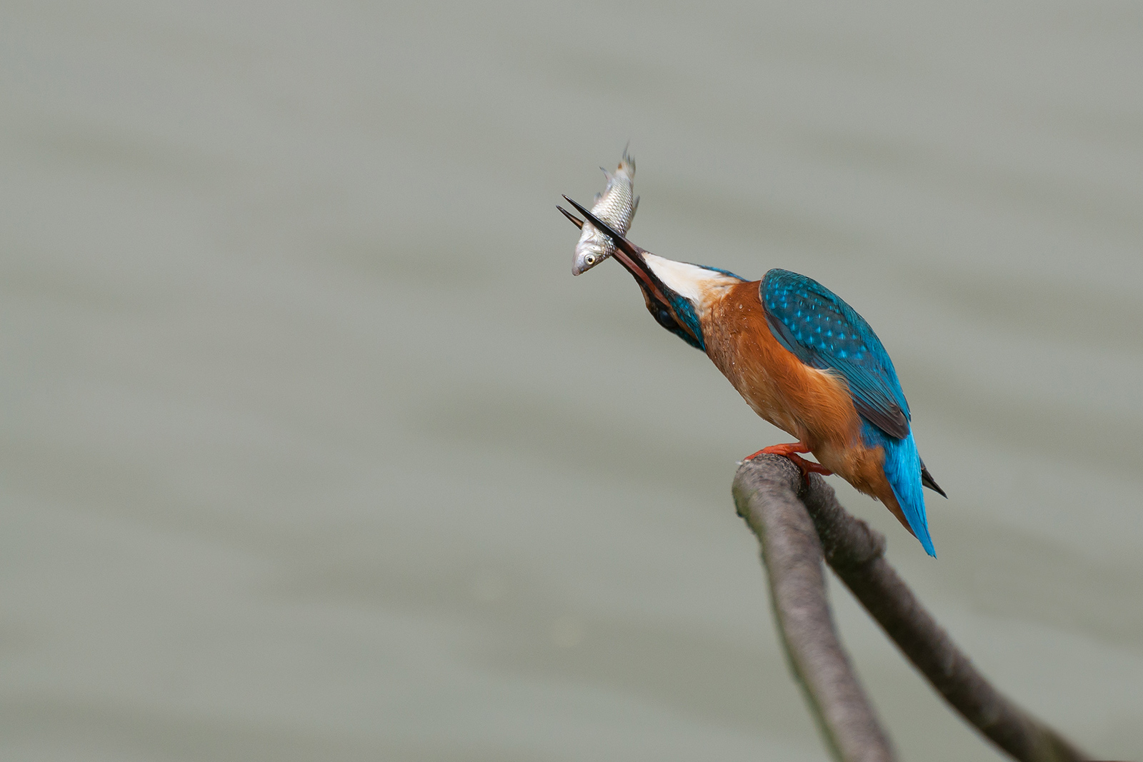 and no you do not give up, do not give up ...