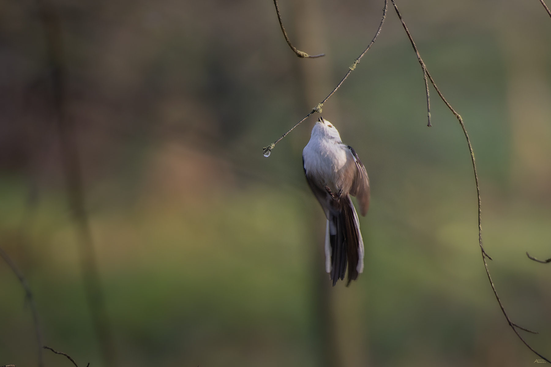 Aegithalos caudatus