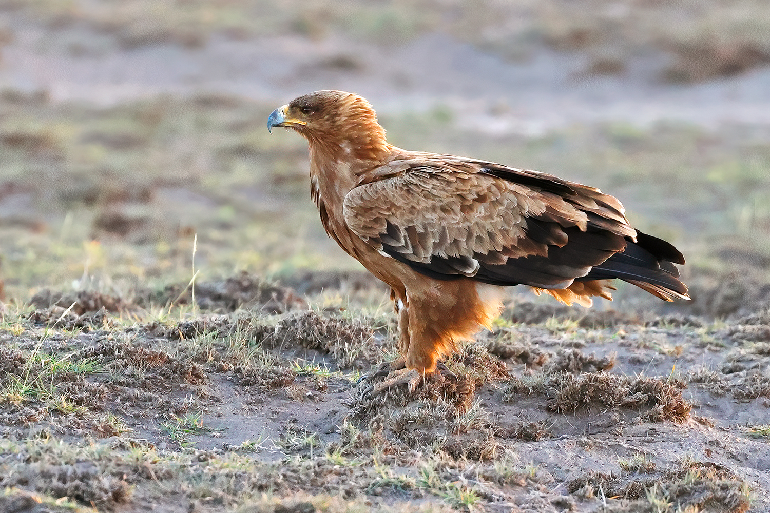 Aquila delle steppe