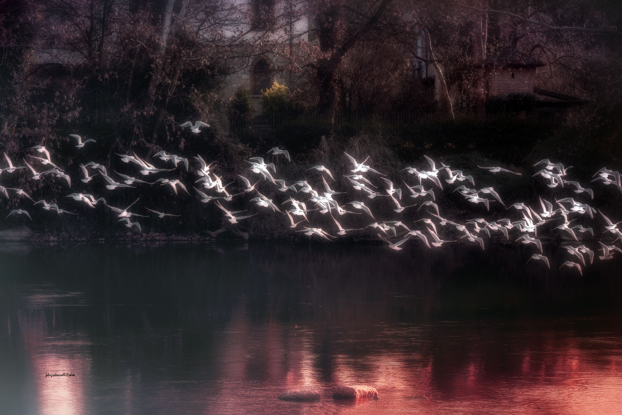 River gulls