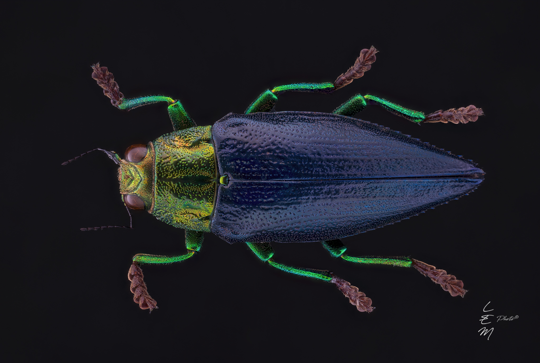 Chrysodema (Gelaeus) walkeri walkeri (Waterhouse, 1892)