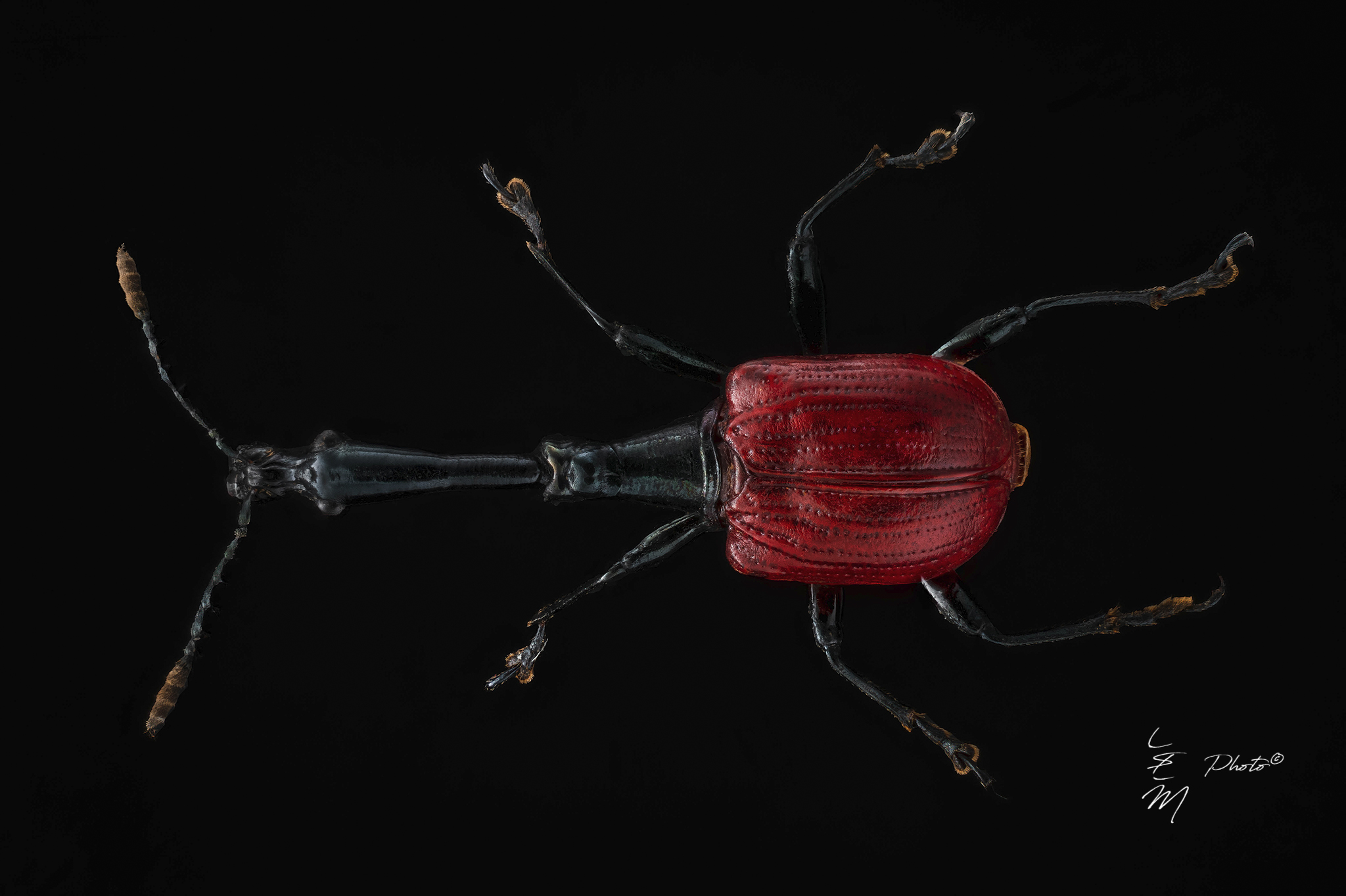 Trachelophorus giraffa (Voss, 1929)