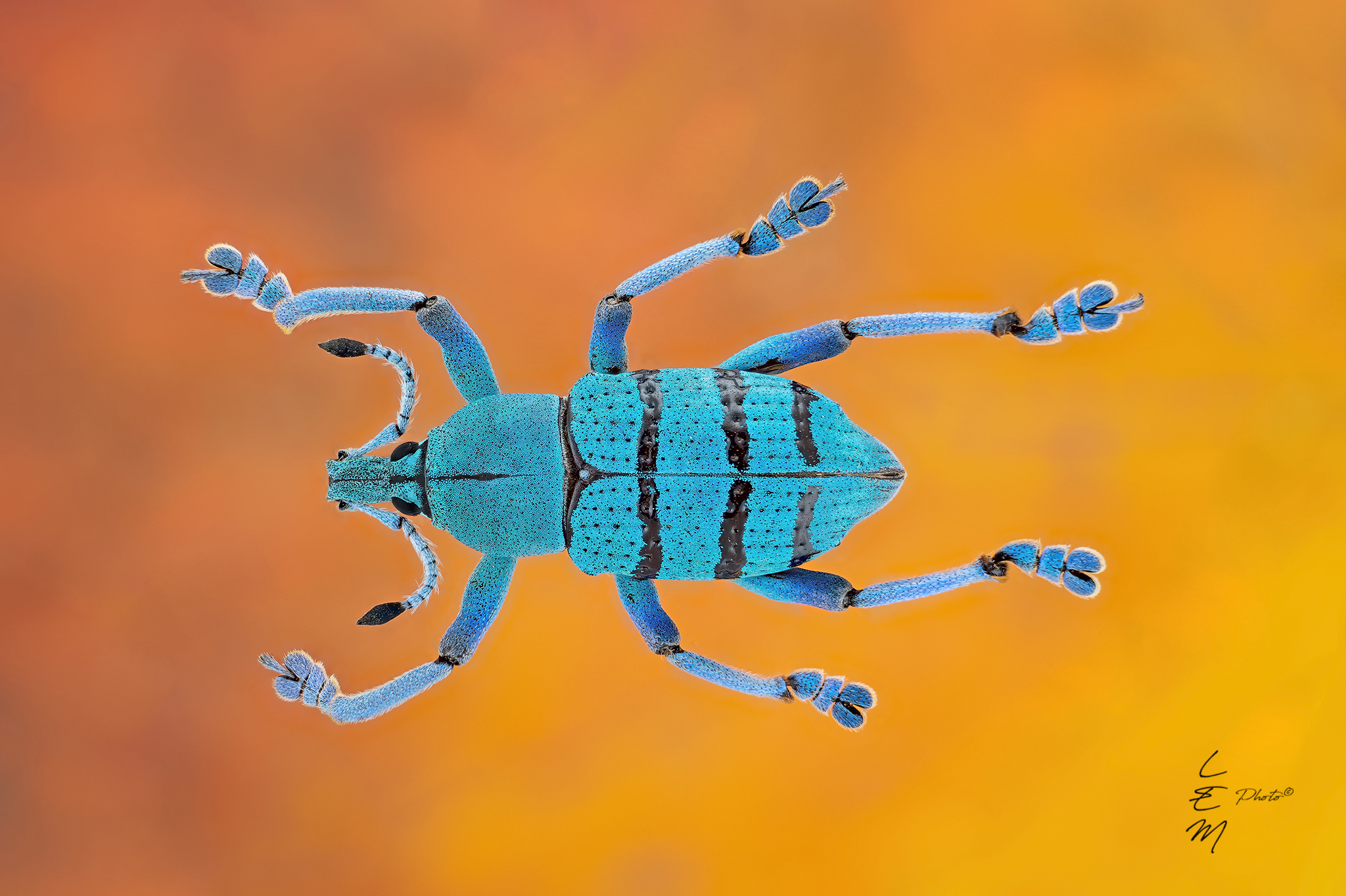 Eupholus geoffroyi (Guérin-Méneville, 1831)