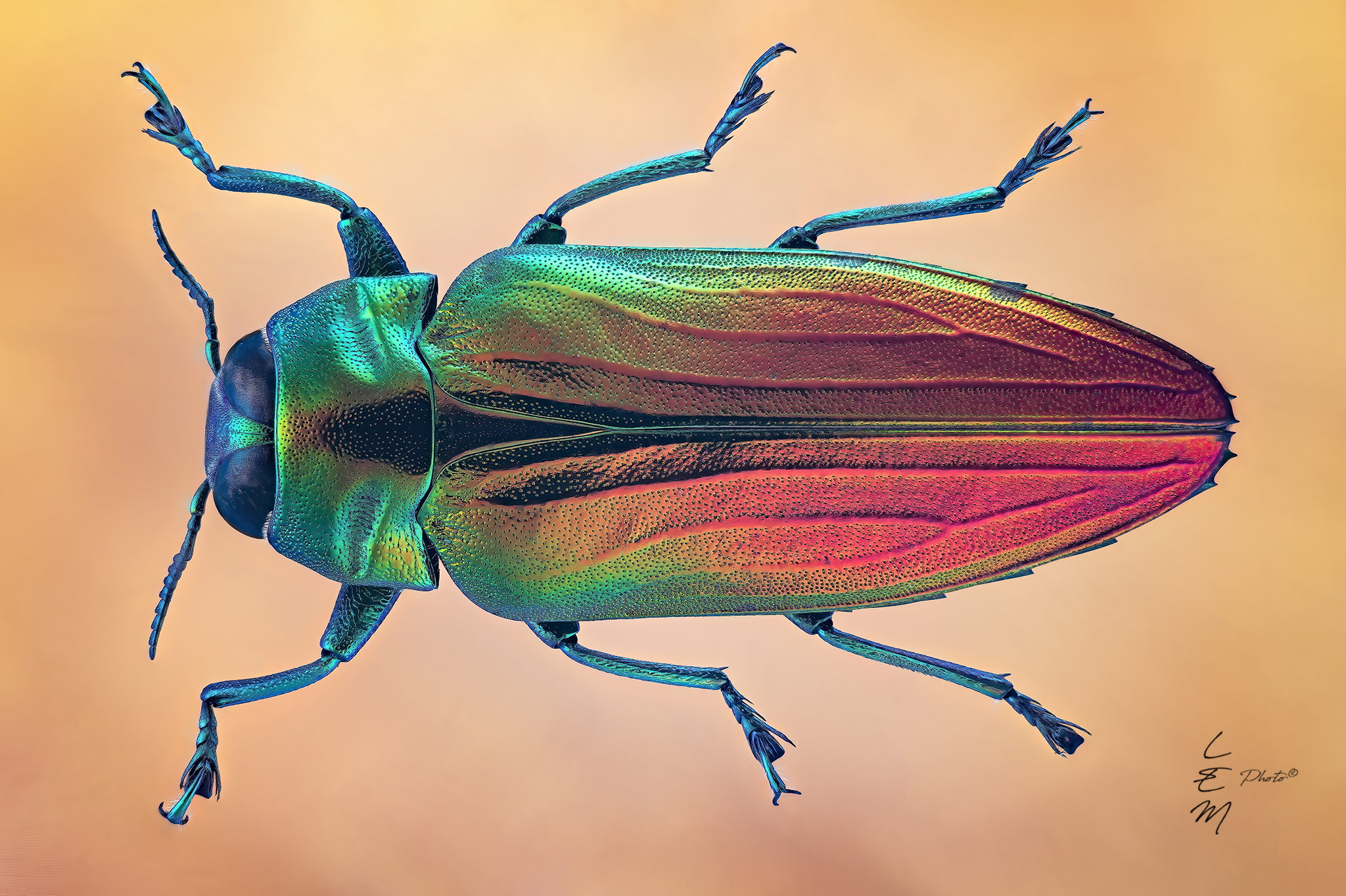 Belionota sumptuosa (Gory & Laporte, 1838)