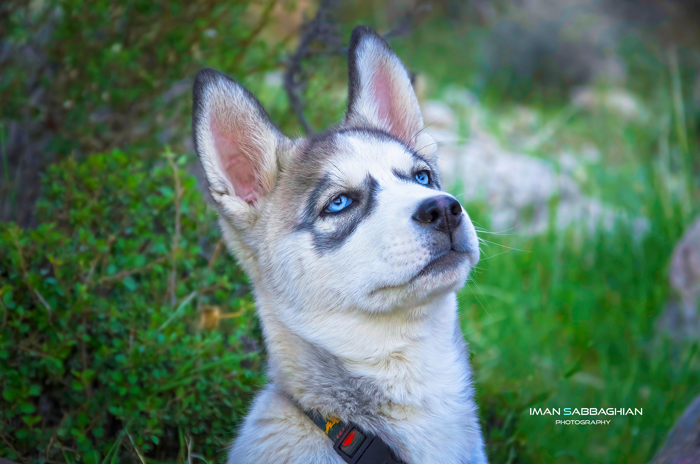 husky