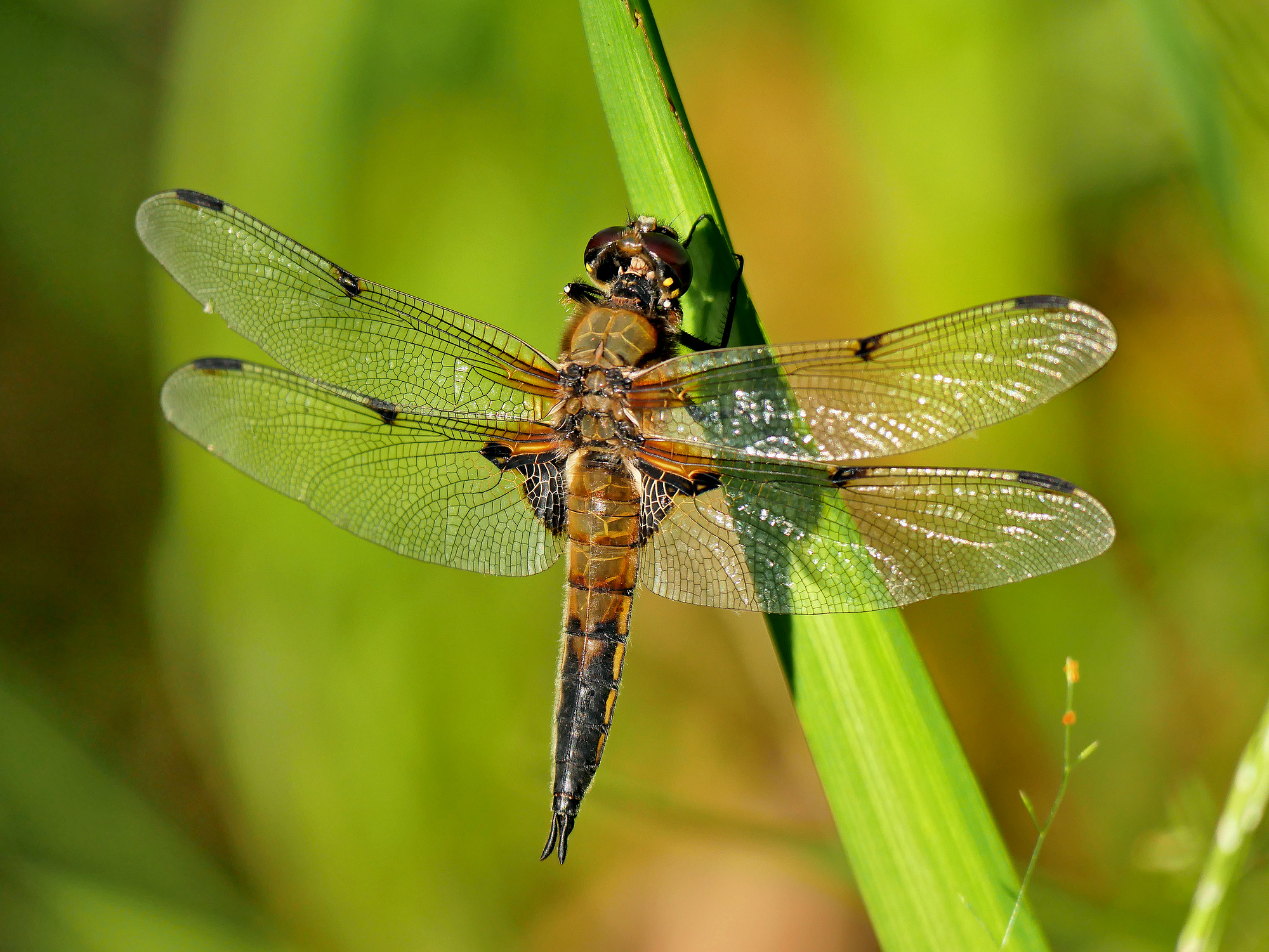 Dragonfly