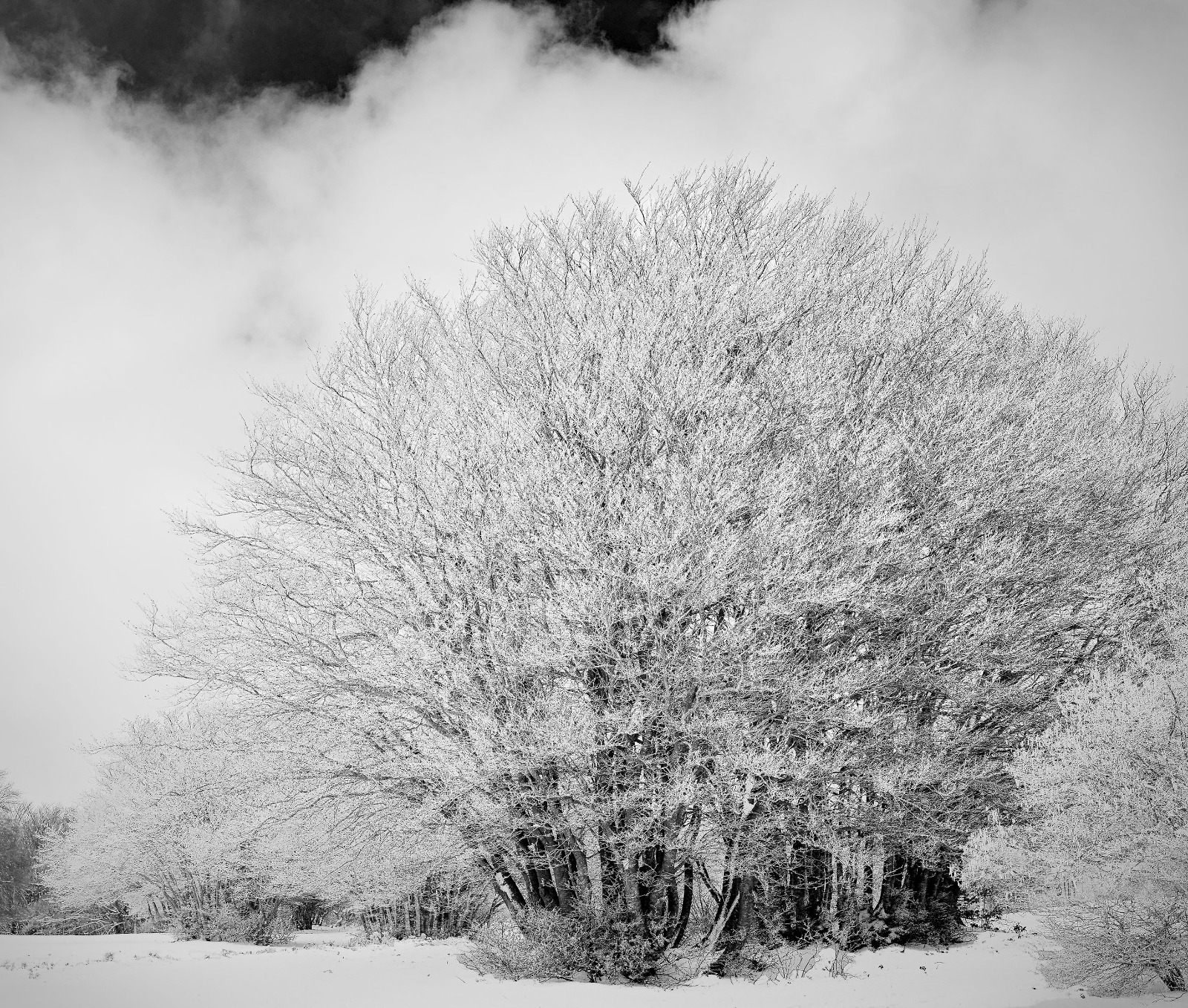 In the magician's garden.