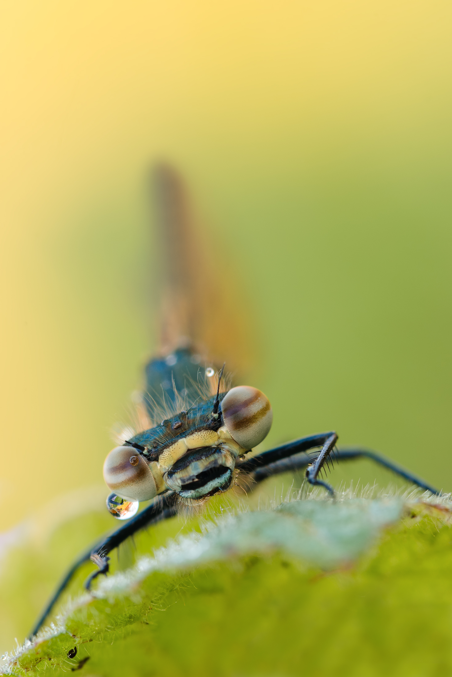 Phyrrhosoma nymphula - female